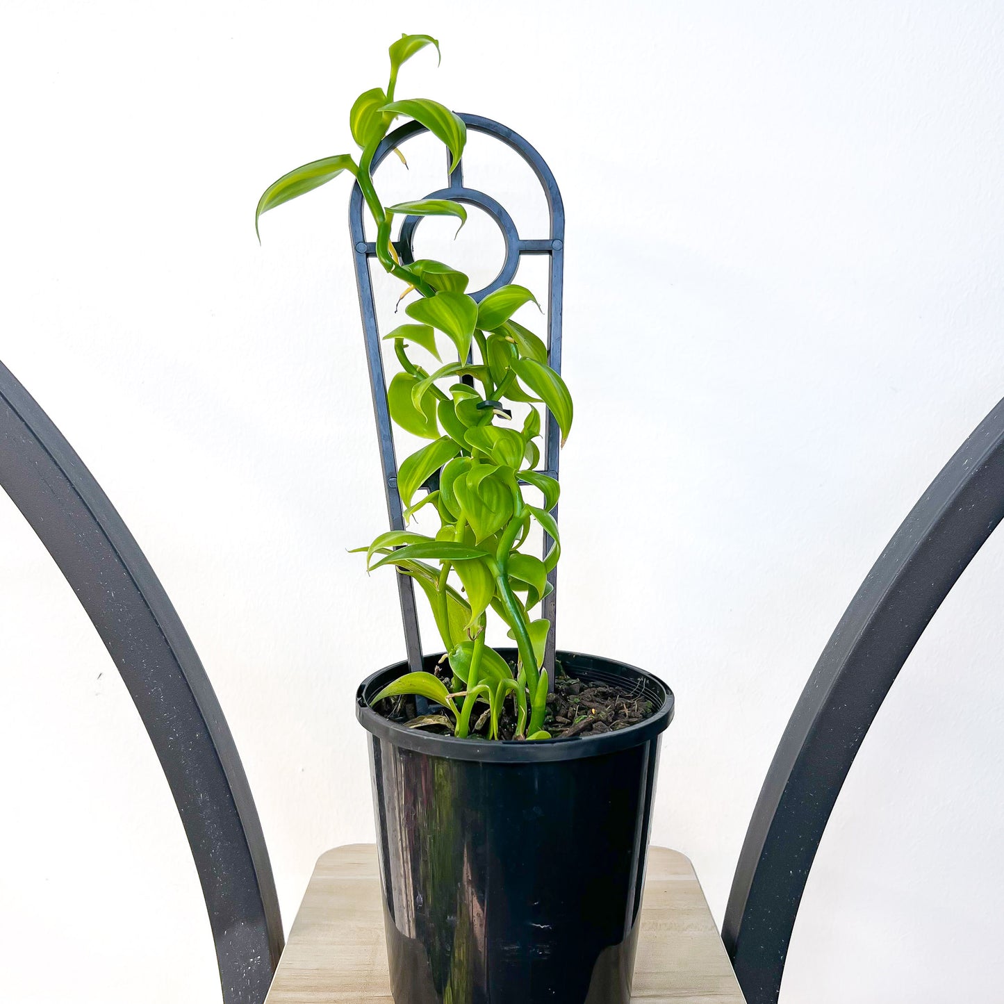 Vanilla Orchid Planifolia Variegata | The Plant Boys
