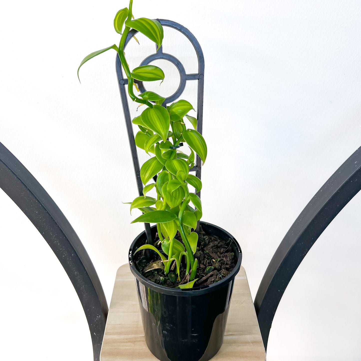 Vanilla Orchid Planifolia Variegata | The Plant Boys