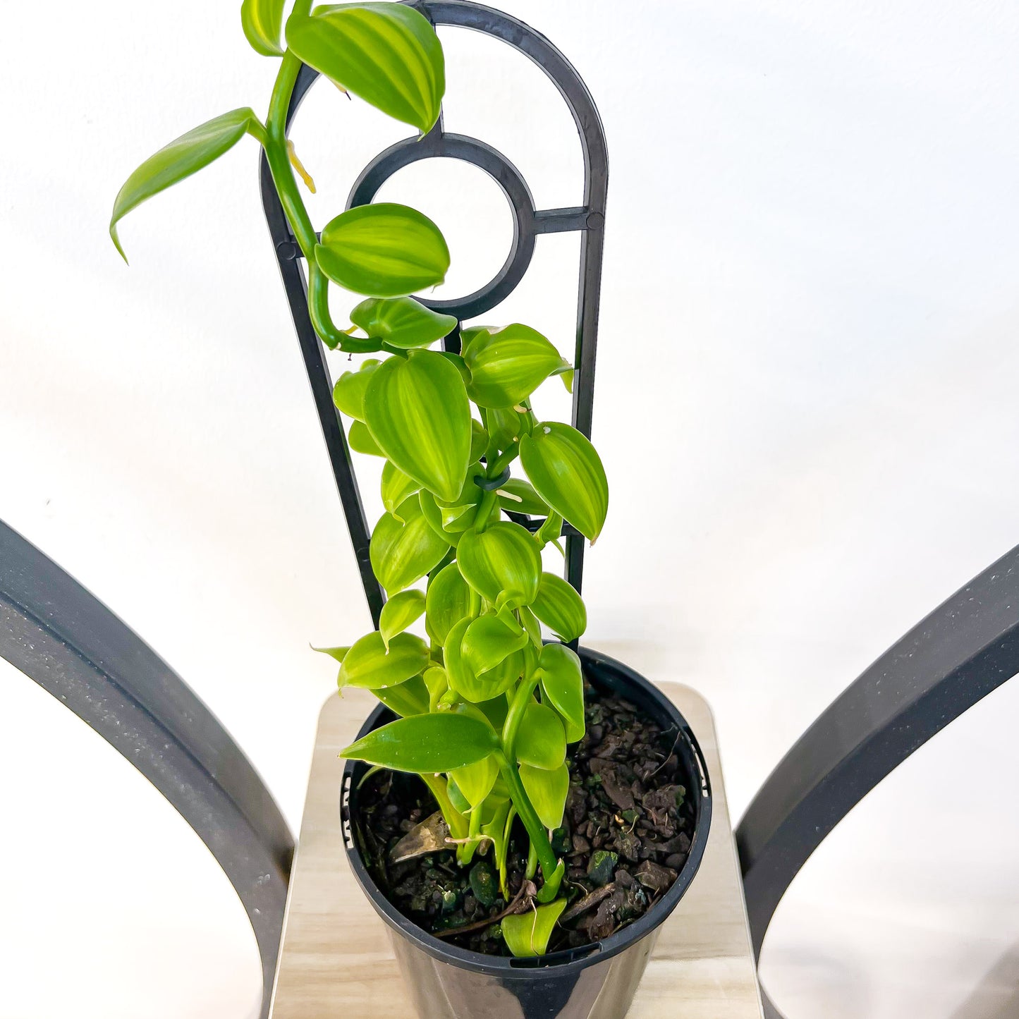 Vanilla Orchid Planifolia Variegata | The Plant Boys