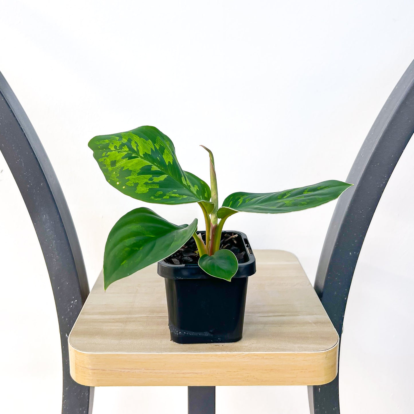 Homalomena Camouflage | The Plant Boys