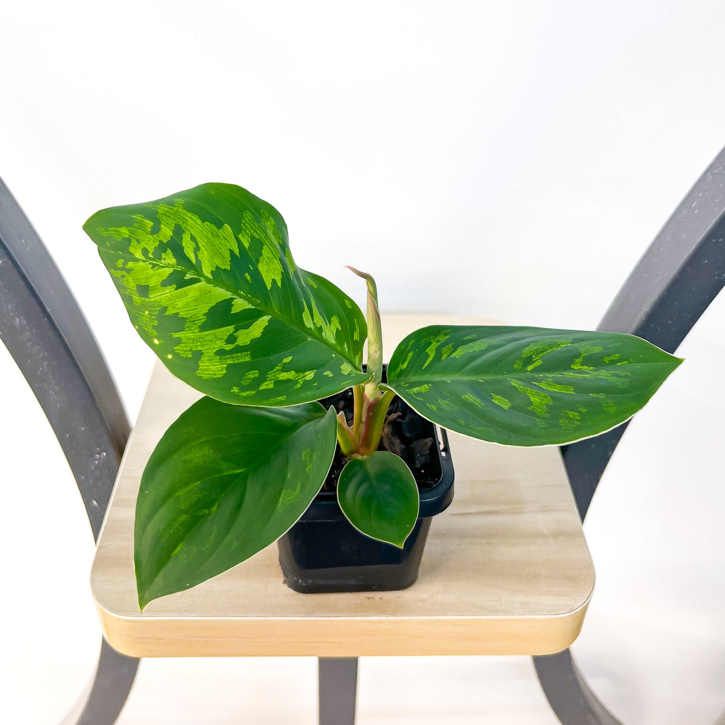 Homalomena Camouflage | The Plant Boys