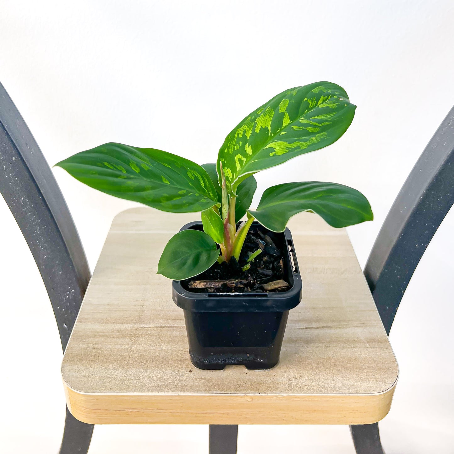 Homalomena Camouflage | The Plant Boys
