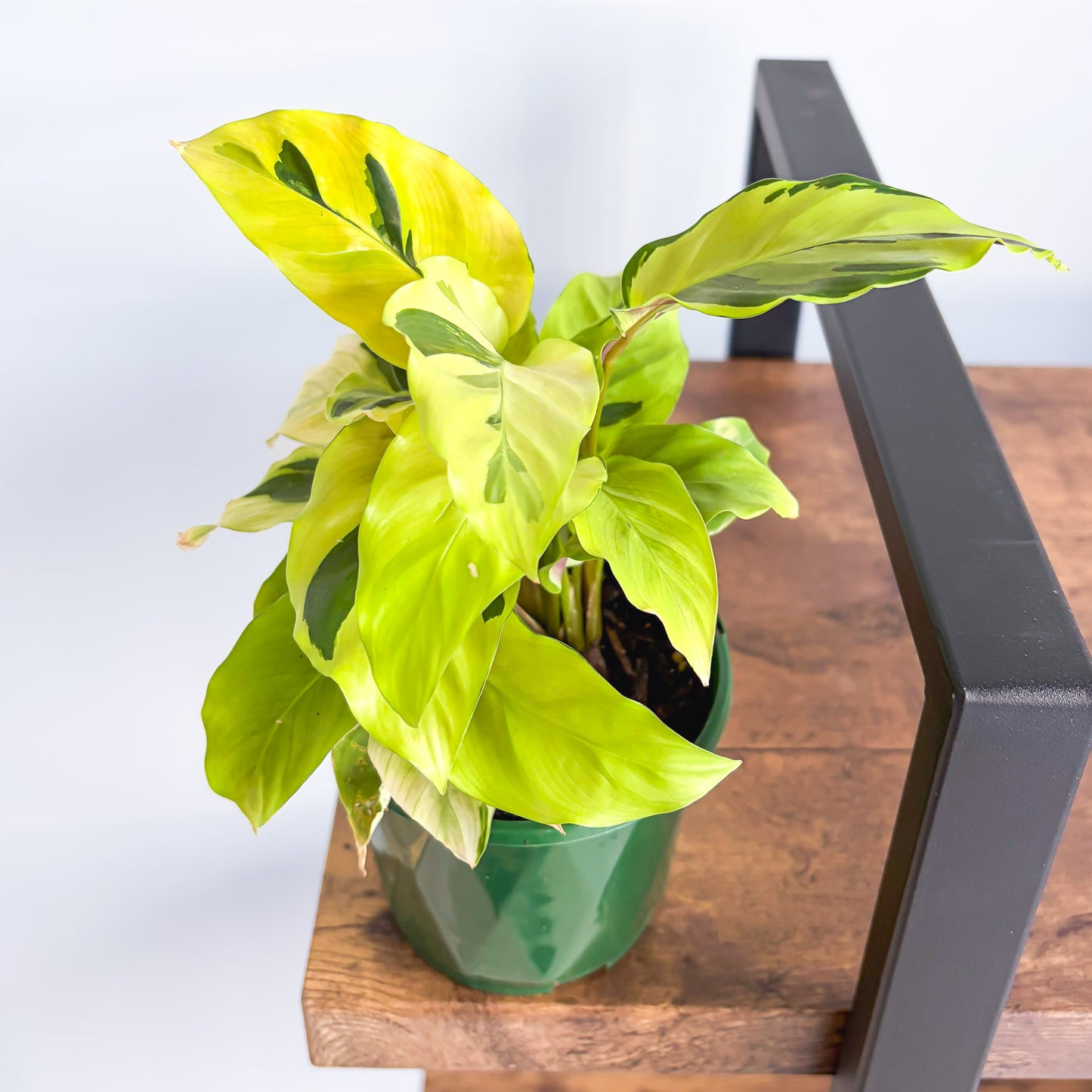 Calathea Yellow Fusion | The Plant Boys