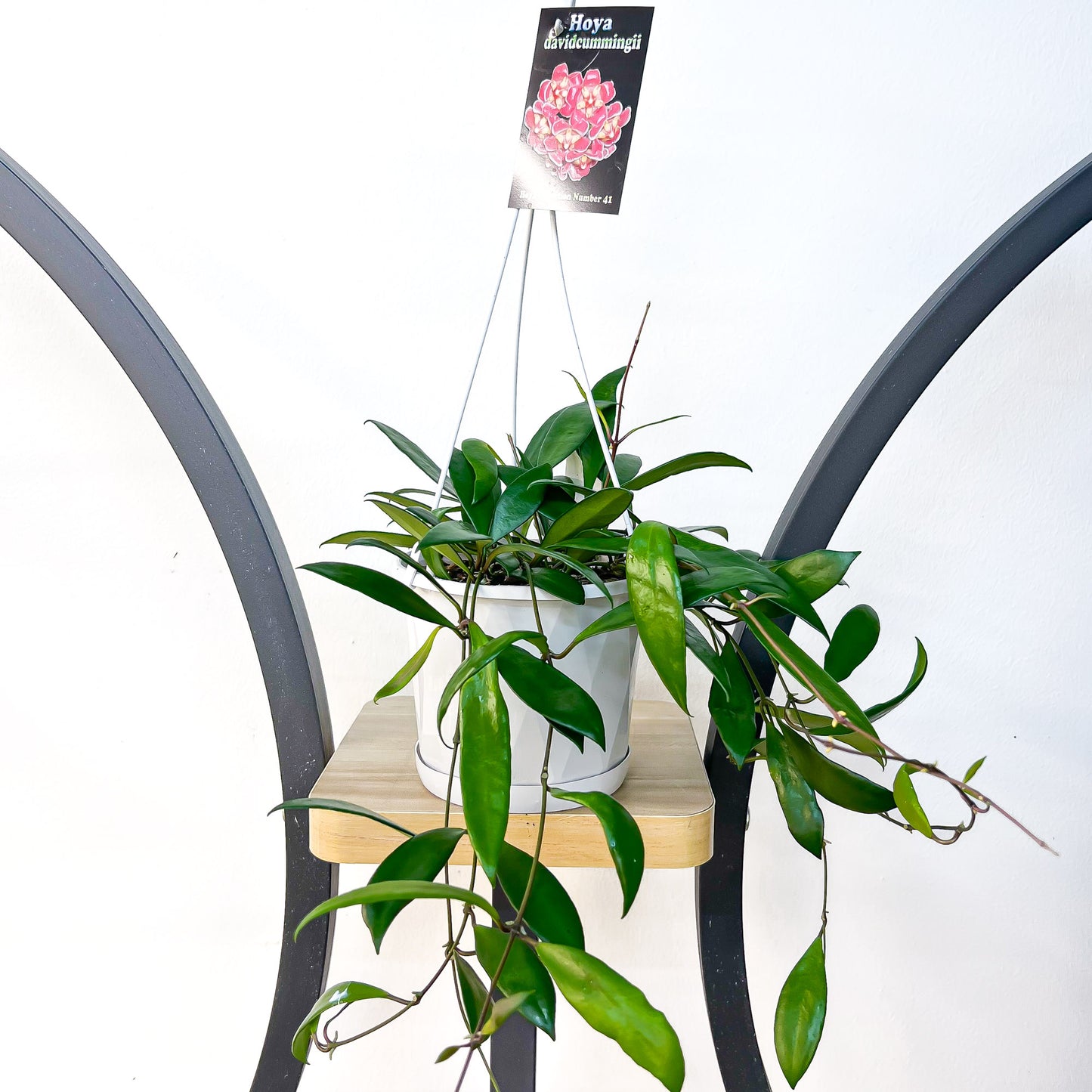 Hoya Davidcummingii | The Plant Boys