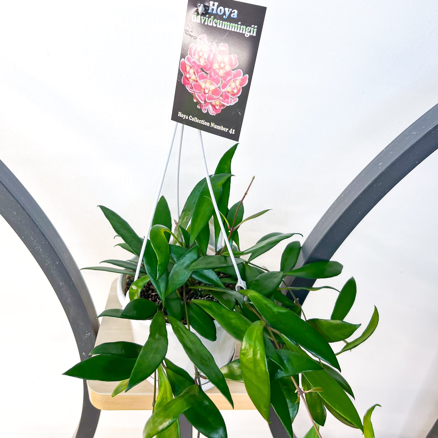 Hoya Davidcummingii | The Plant Boys