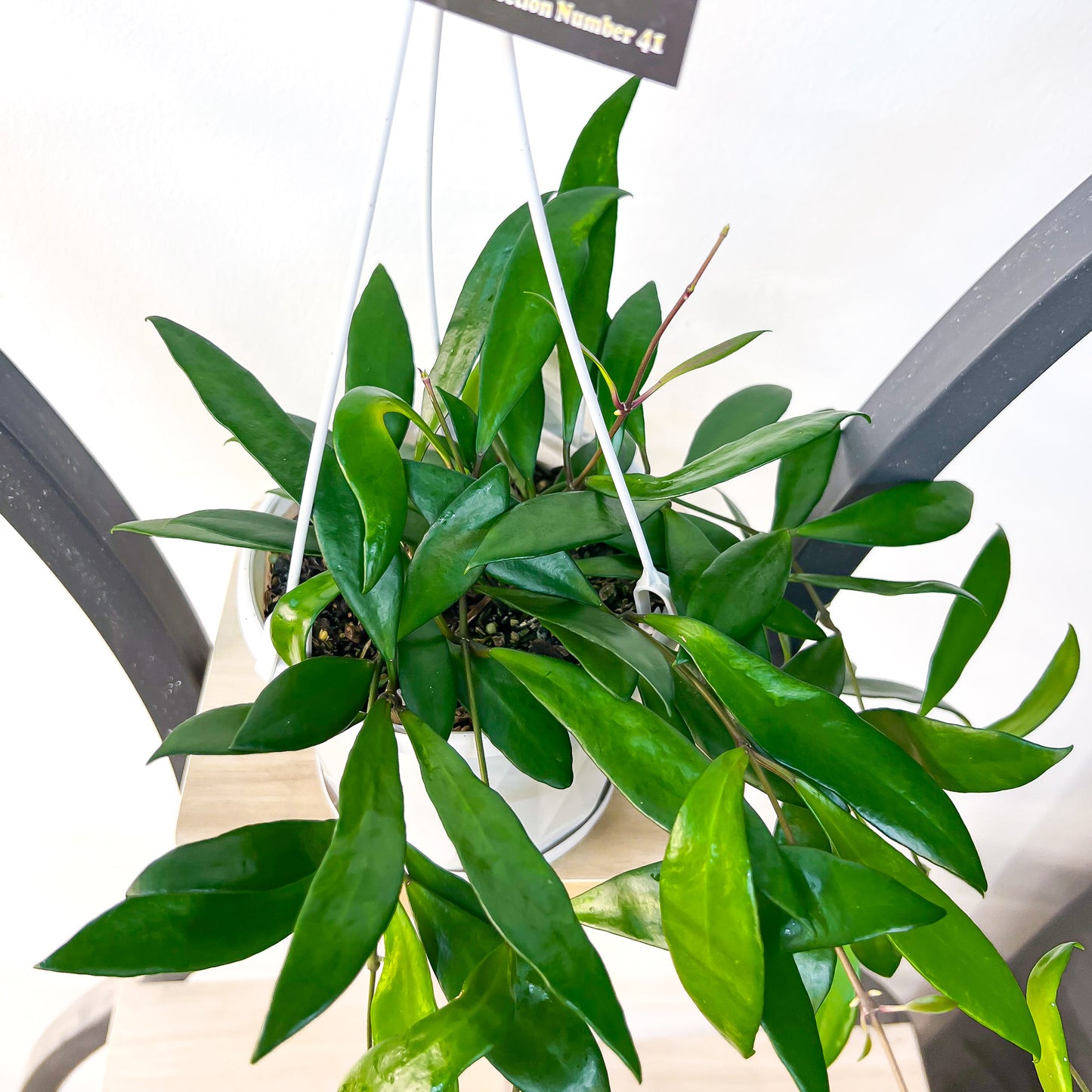 Hoya Davidcummingii | The Plant Boys
