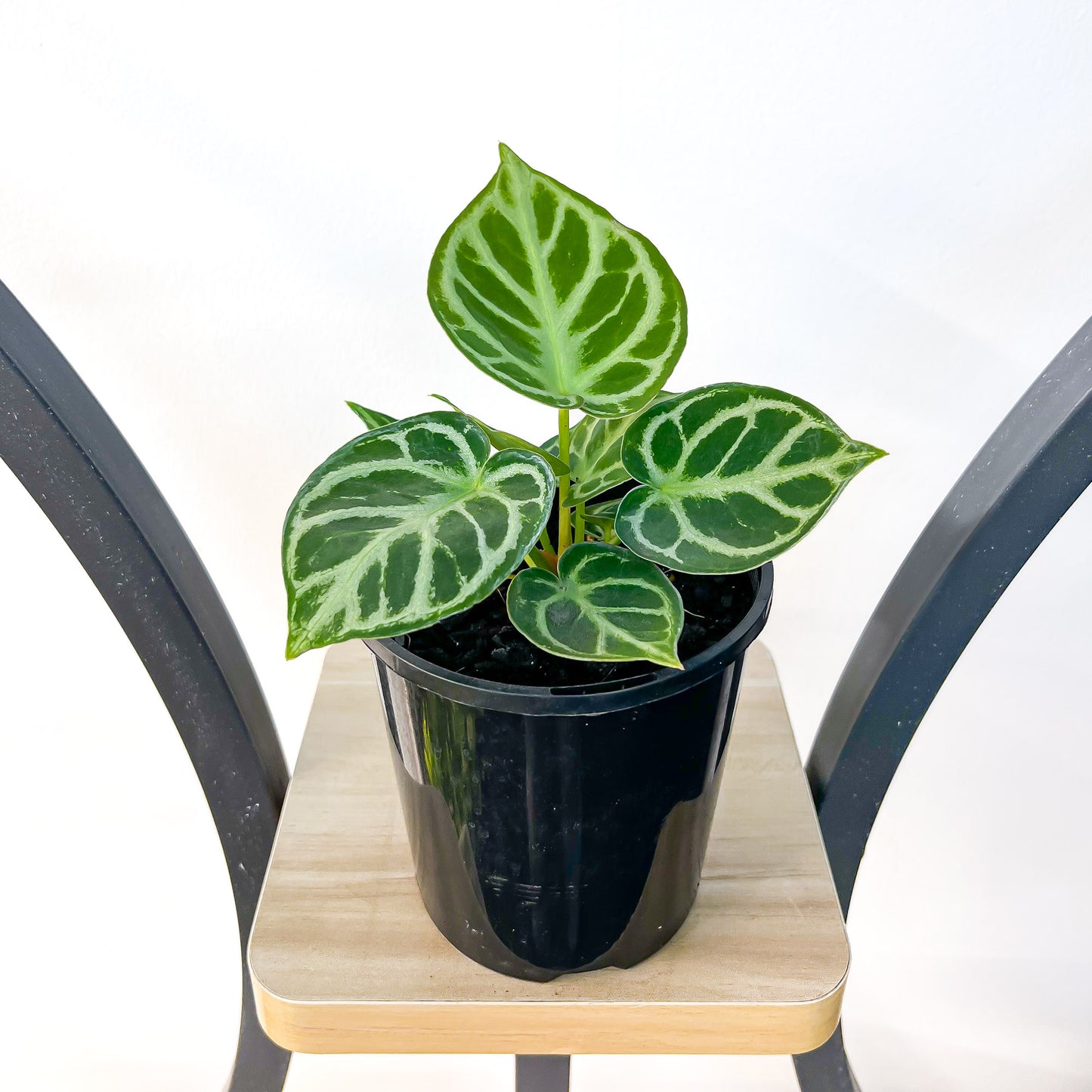 Anthurium Dorayaki | The Plant Boys