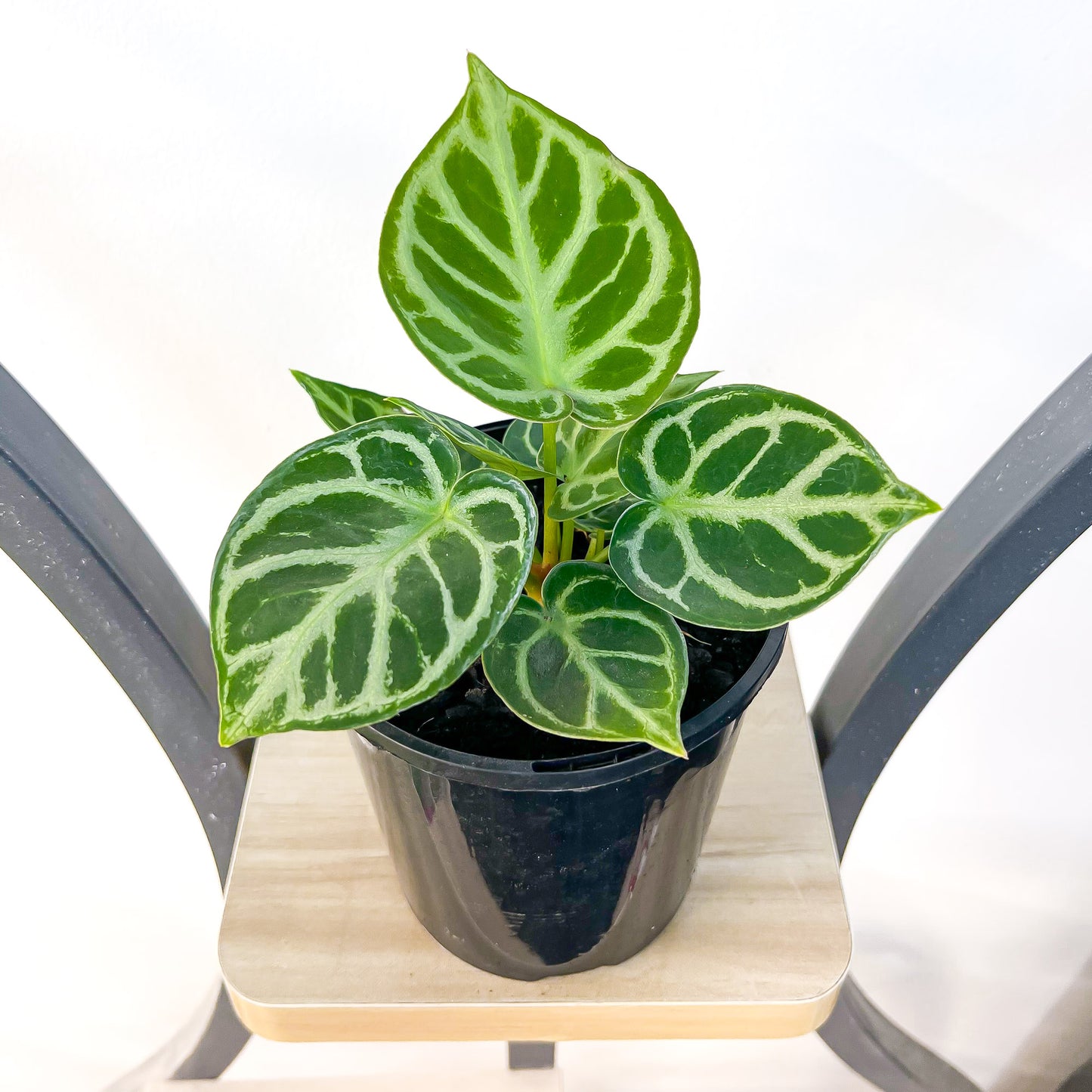 Anthurium Dorayaki | The Plant Boys