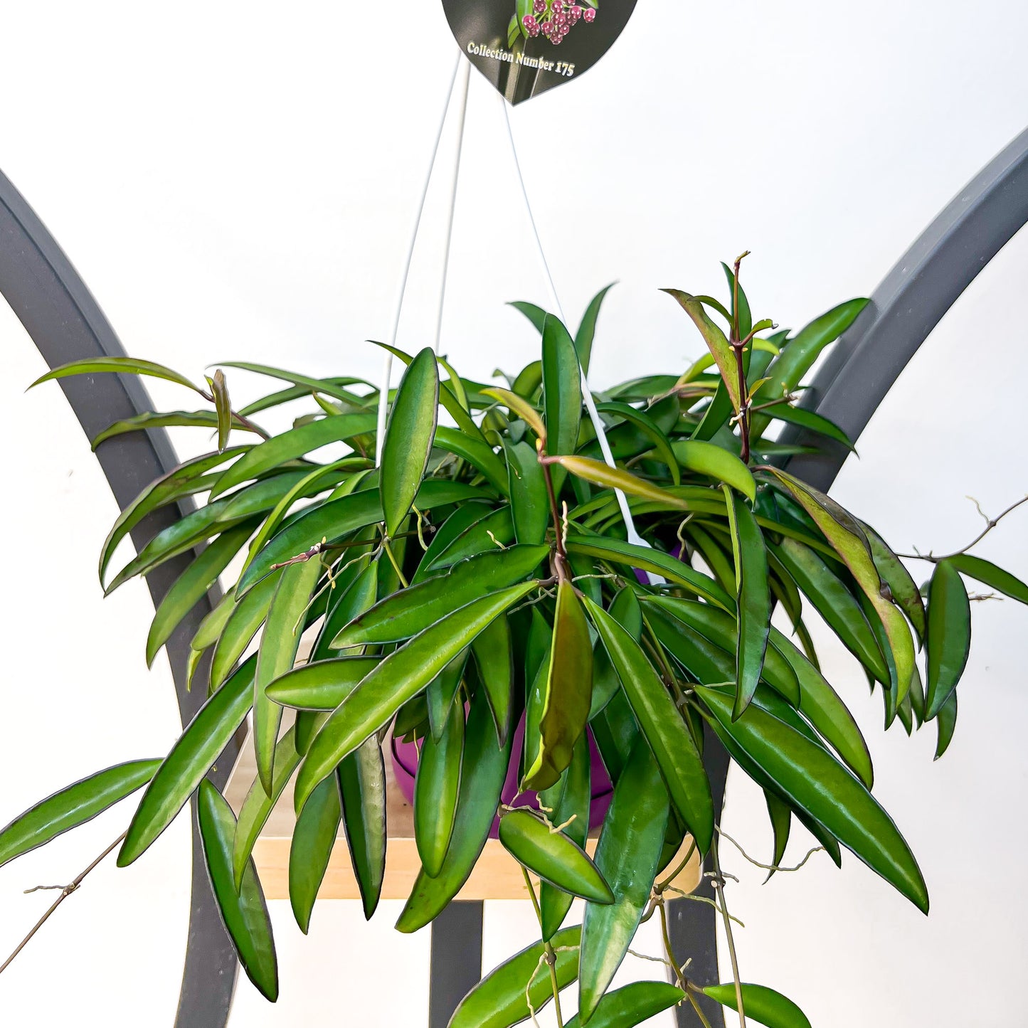 Hoya Wayetii | The Plant Boys