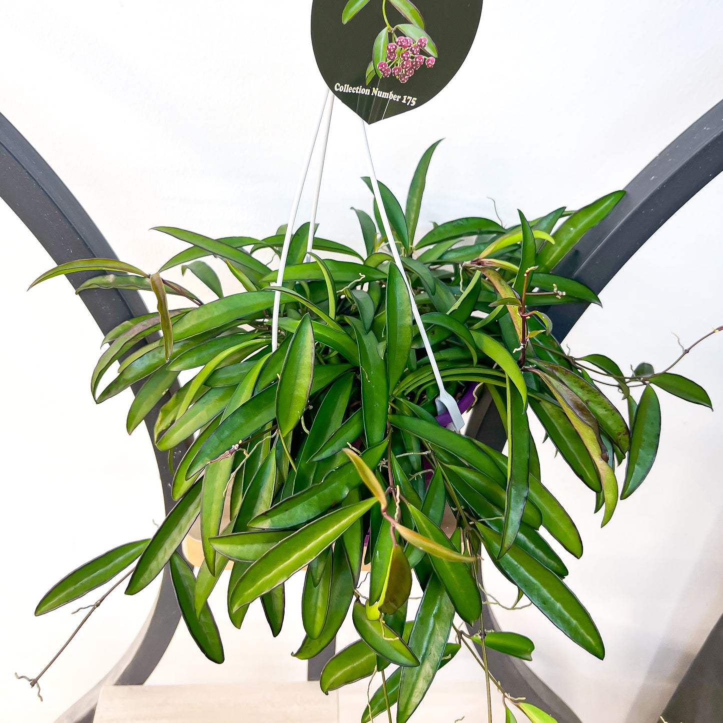 Hoya Wayetii | The Plant Boys
