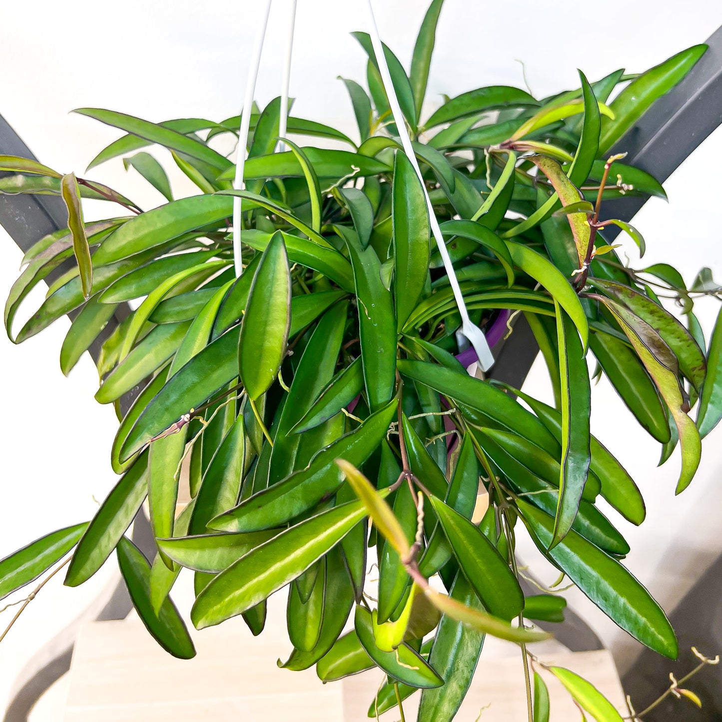Hoya Wayetii | The Plant Boys
