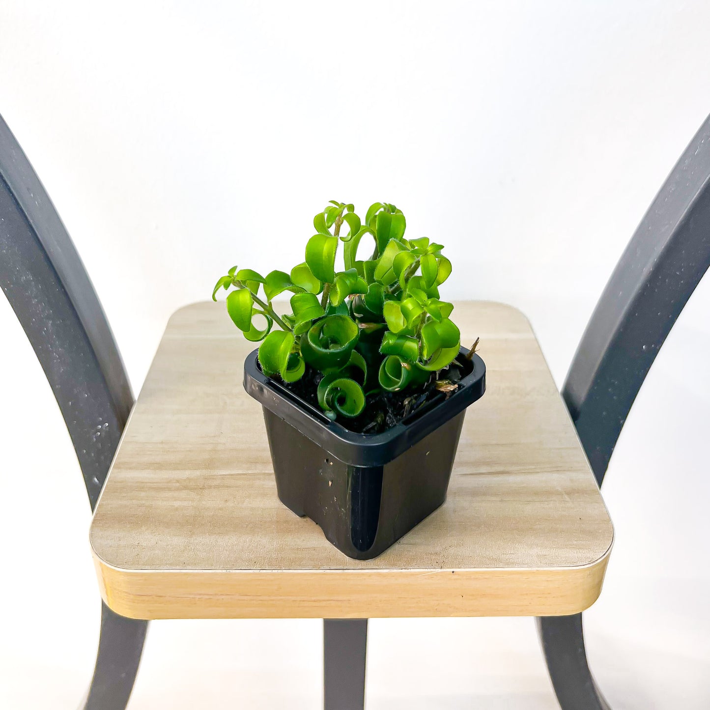 Aeschynanthus Radicans Lipstick Plant | The Plant Boys