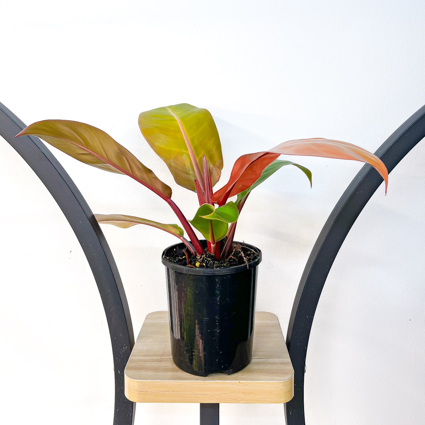 Philodendron Prince of Orange | The Plant Boys