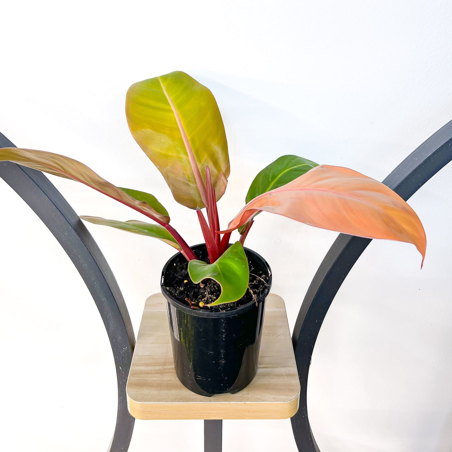 Philodendron Prince of Orange | The Plant Boys