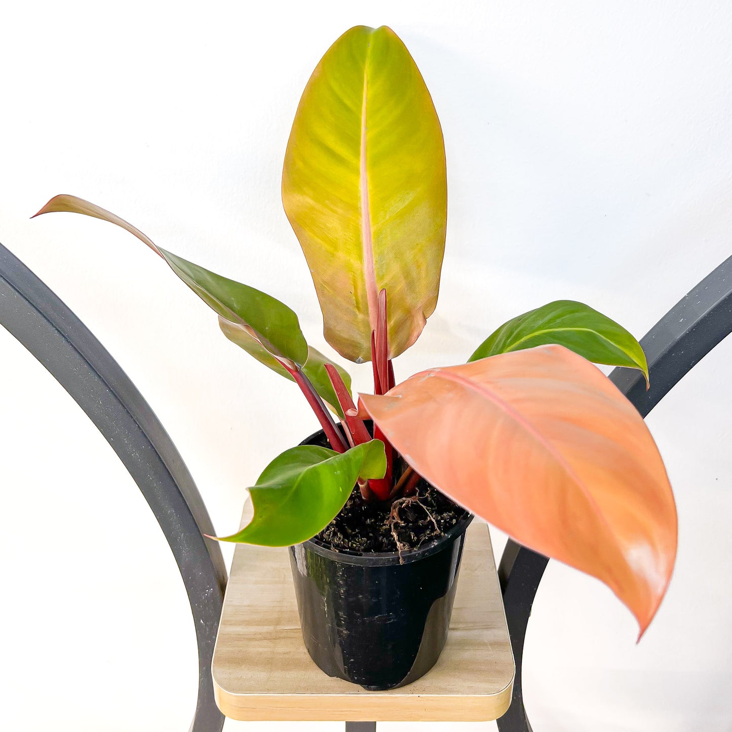 Philodendron Prince of Orange | The Plant Boys