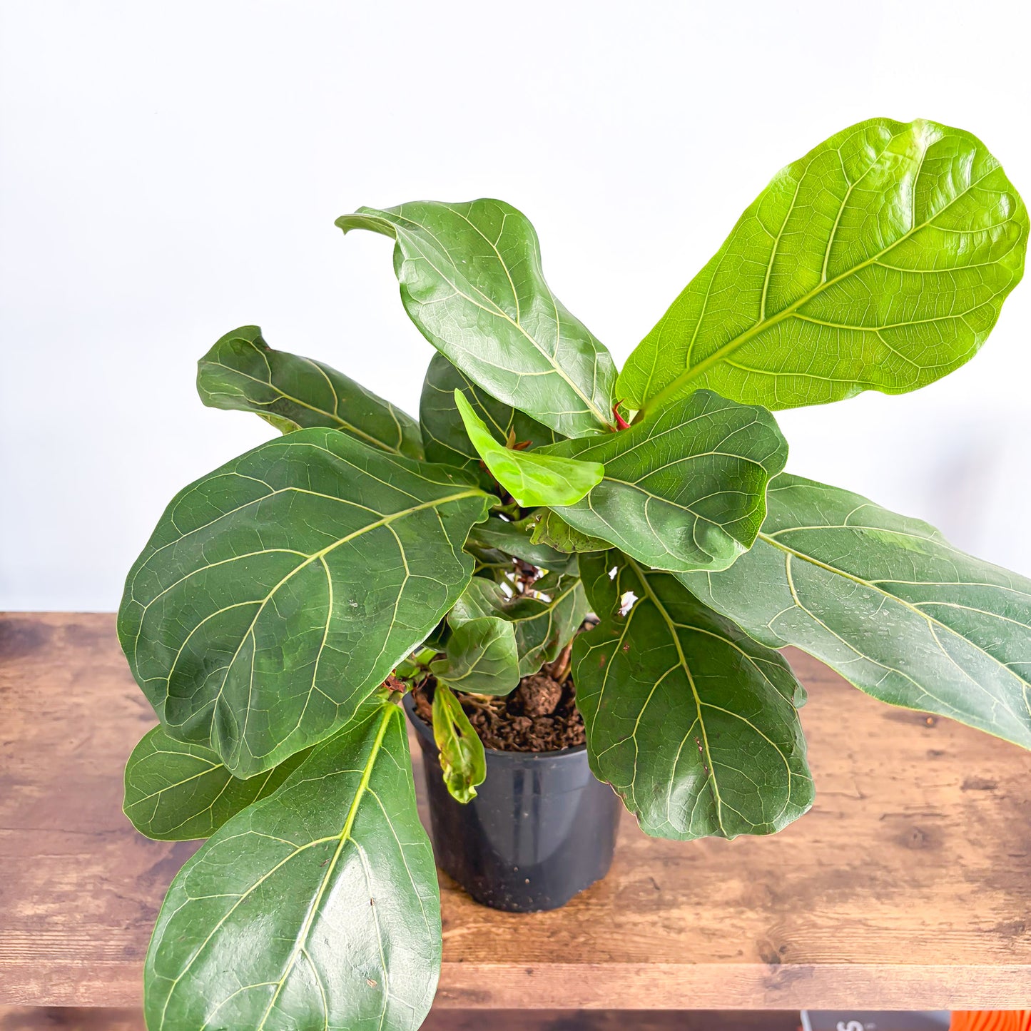 Ficus Lyrata Bambino Dwarf Fiddle Leaf Fig | The Plant Boys
