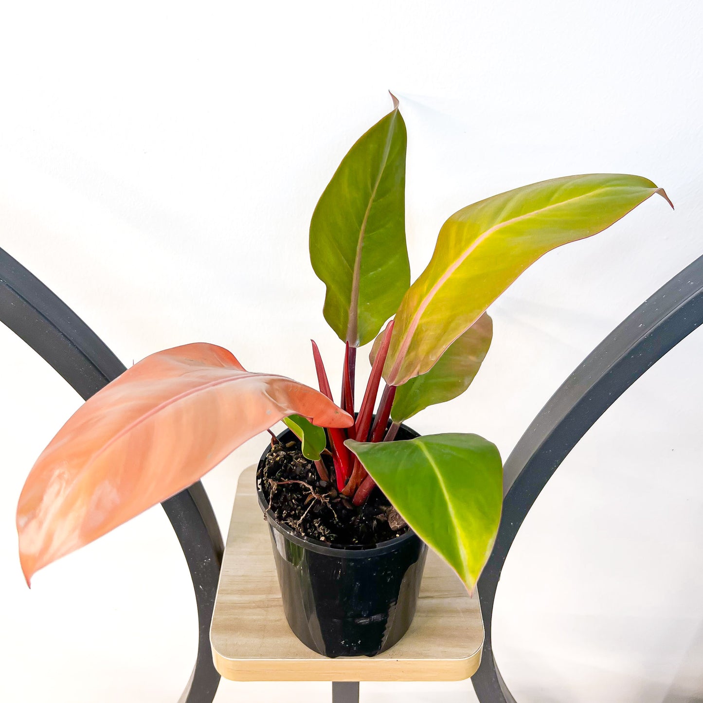 Philodendron Prince of Orange | The Plant Boys