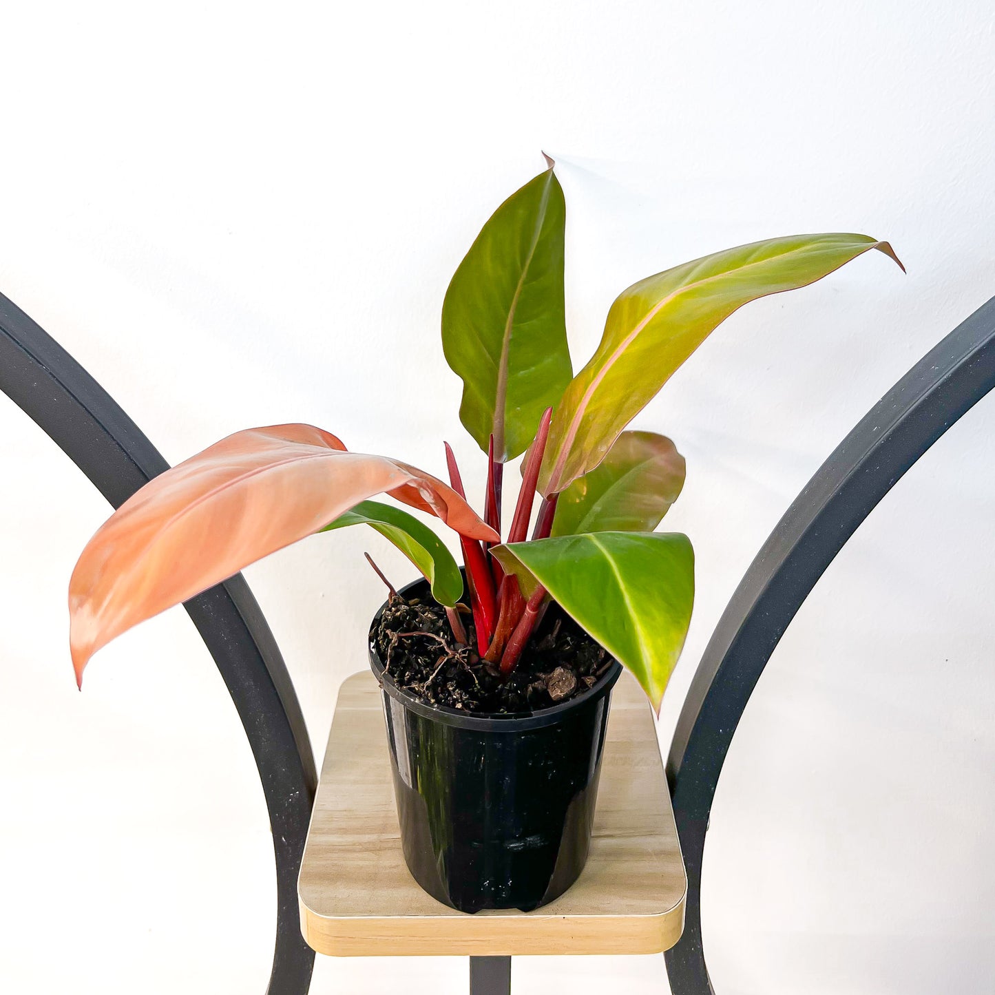 Philodendron Prince of Orange | The Plant Boys