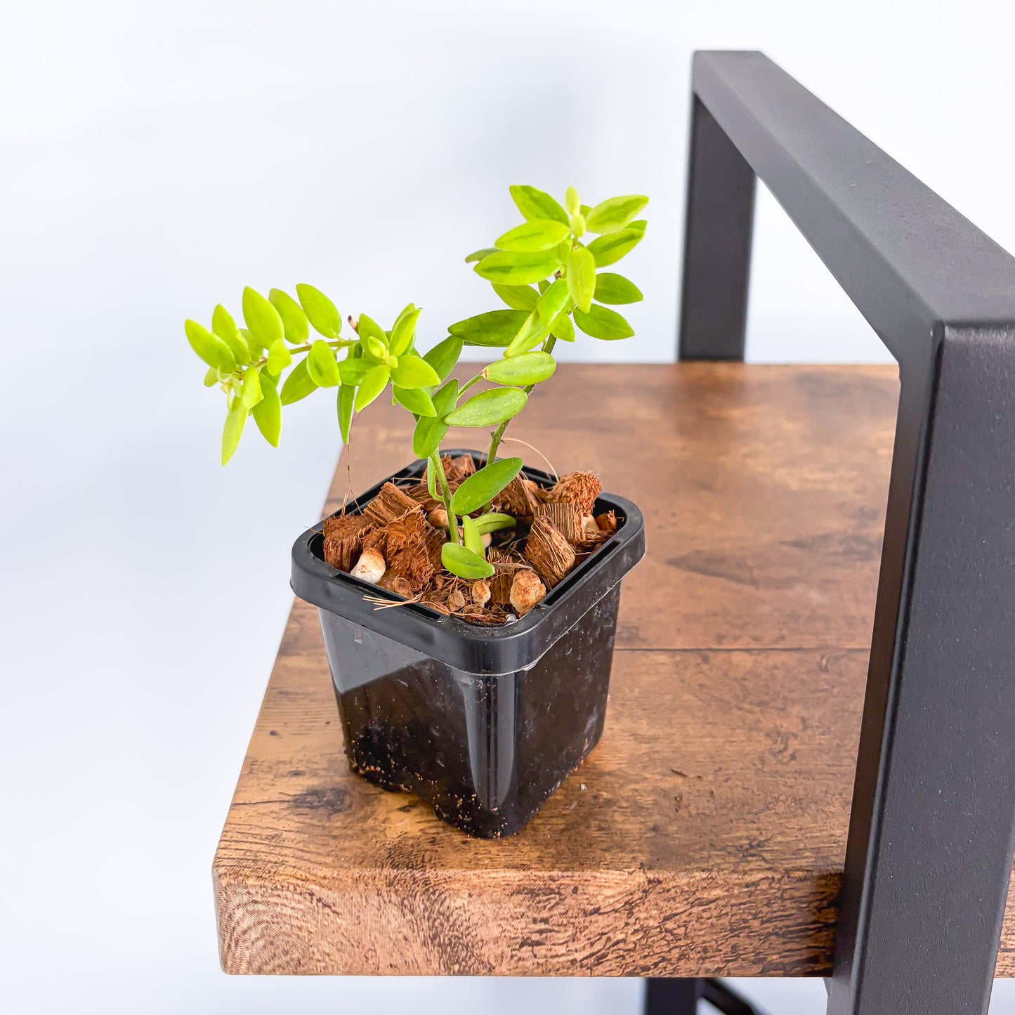 Aeschynanthus Variegated Lipstick Plant | The Plant Boys