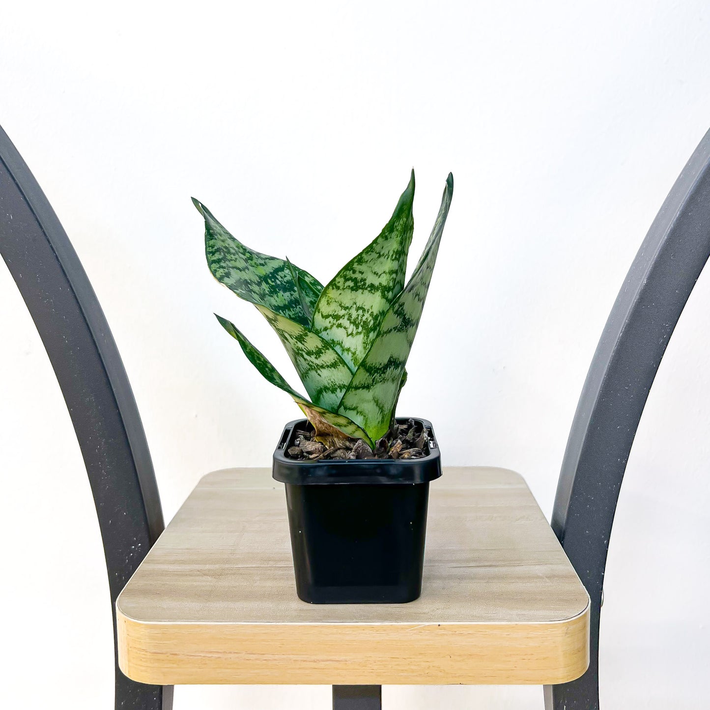 Sansevieria Green Hahnii | The Plant Boys