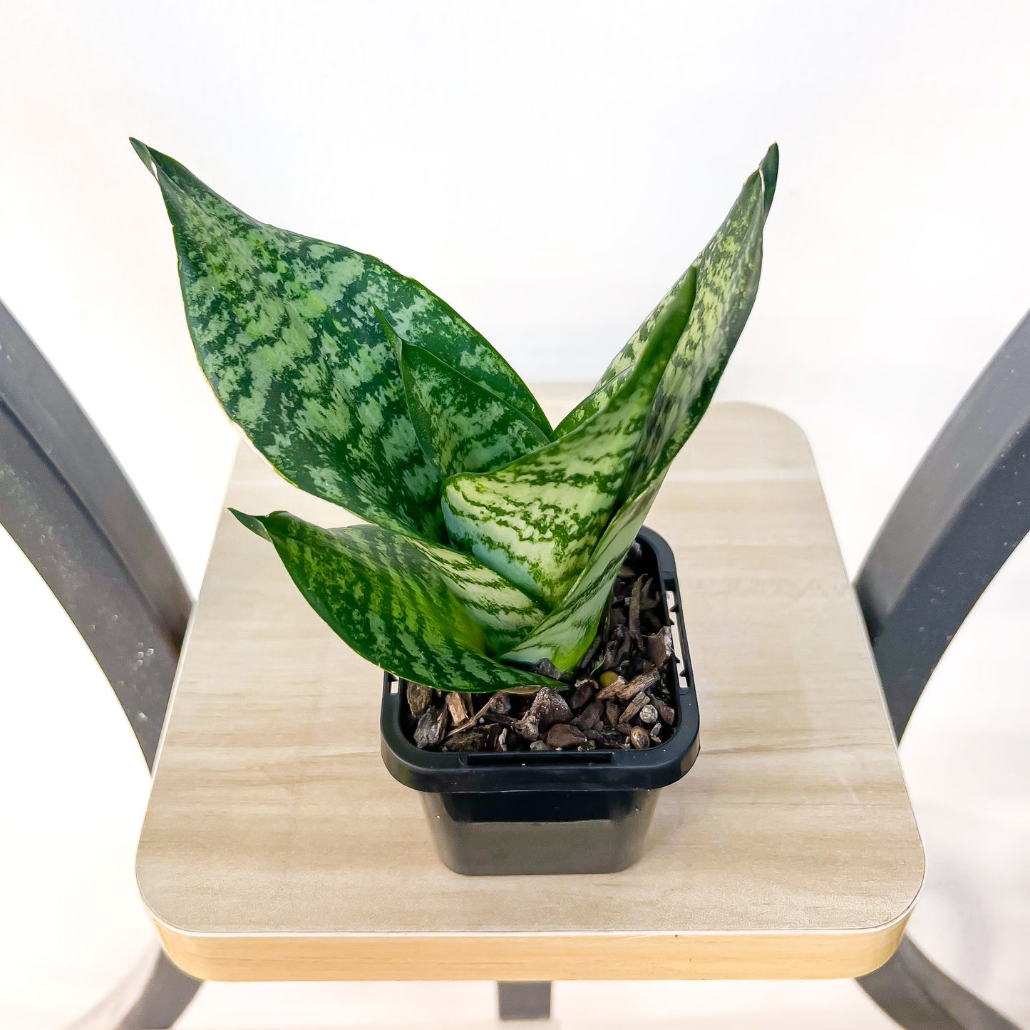 Sansevieria Green Hahnii | The Plant Boys