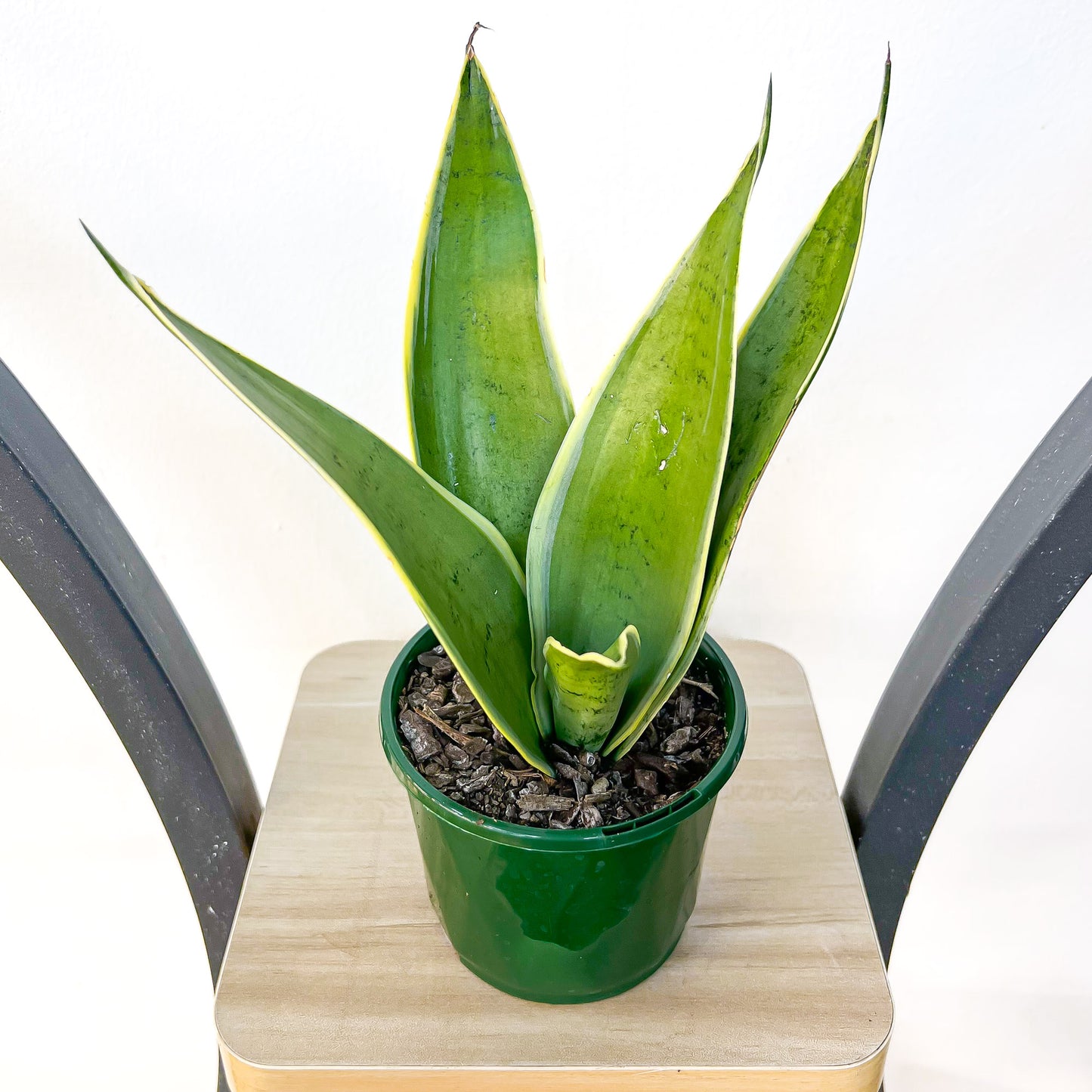 Sansevieria White Snow Hahnii | The Plant Boys