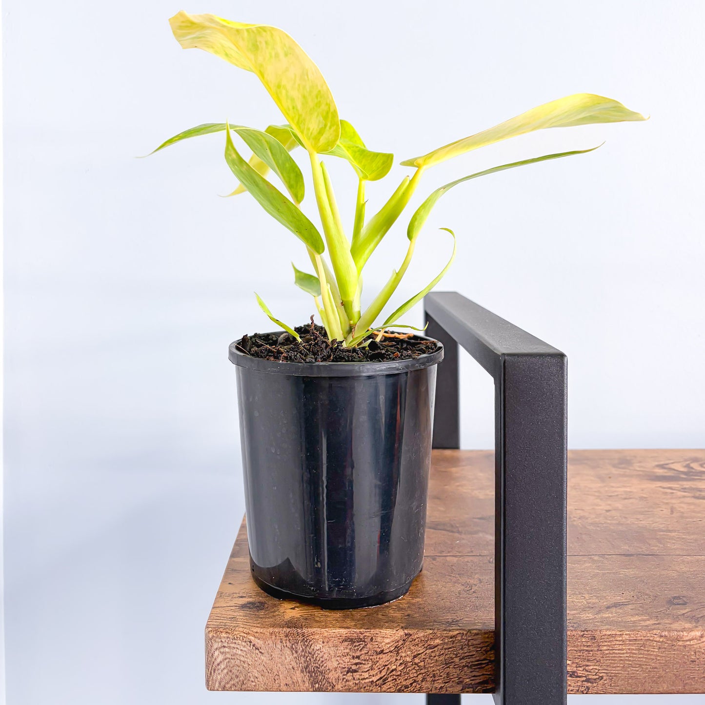 Philodendron Lemon Twist | The Plant Boys