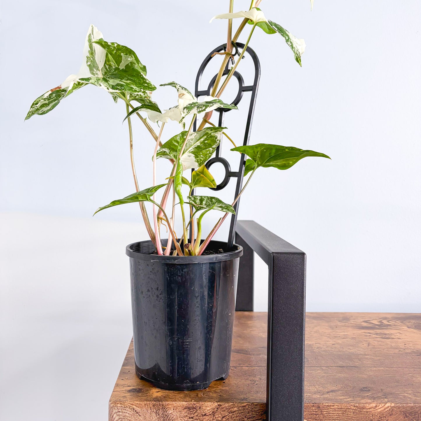 Syngonium Fantasy | The Plant Boys