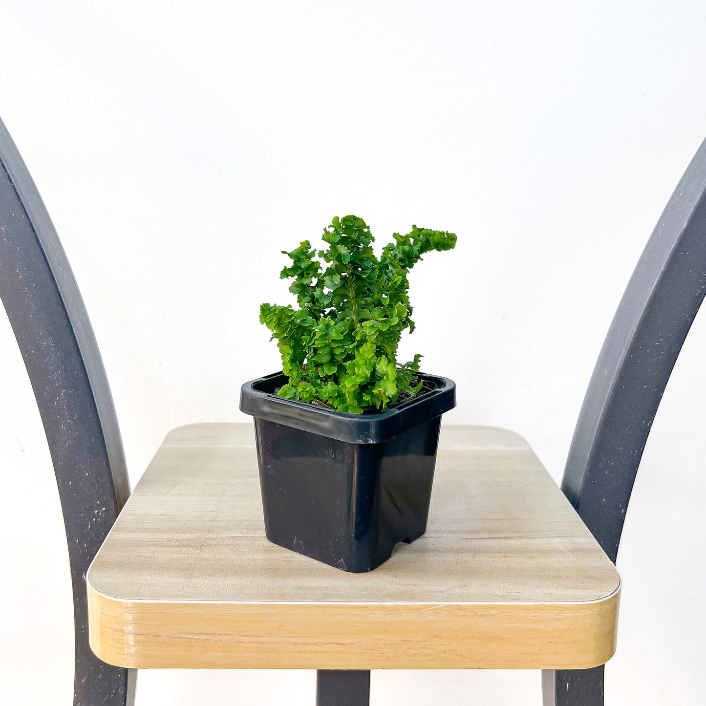 Nephrolepis Exaltata Emina Curly Boston Fern | The Plant Boys