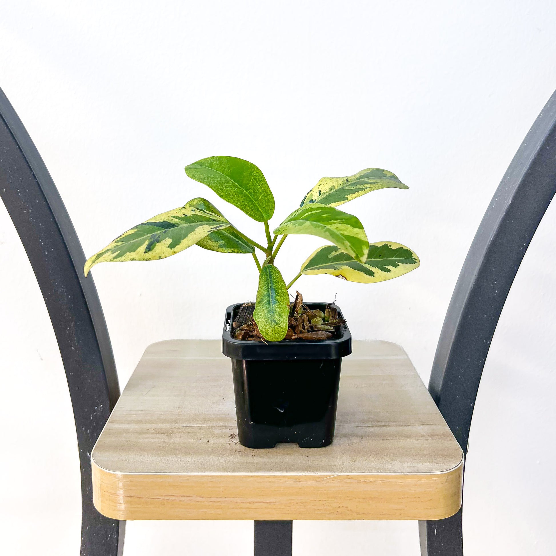 Ficus Rubiginosa Variegata | The Plant Boys