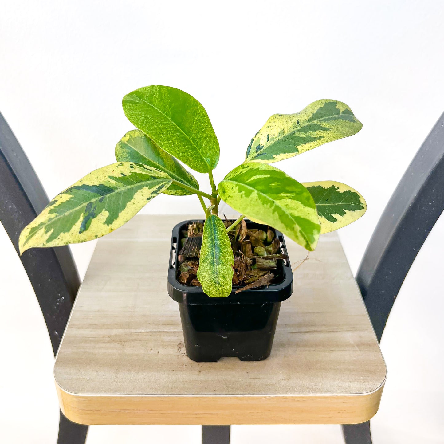 Ficus Rubiginosa Variegata | The Plant Boys