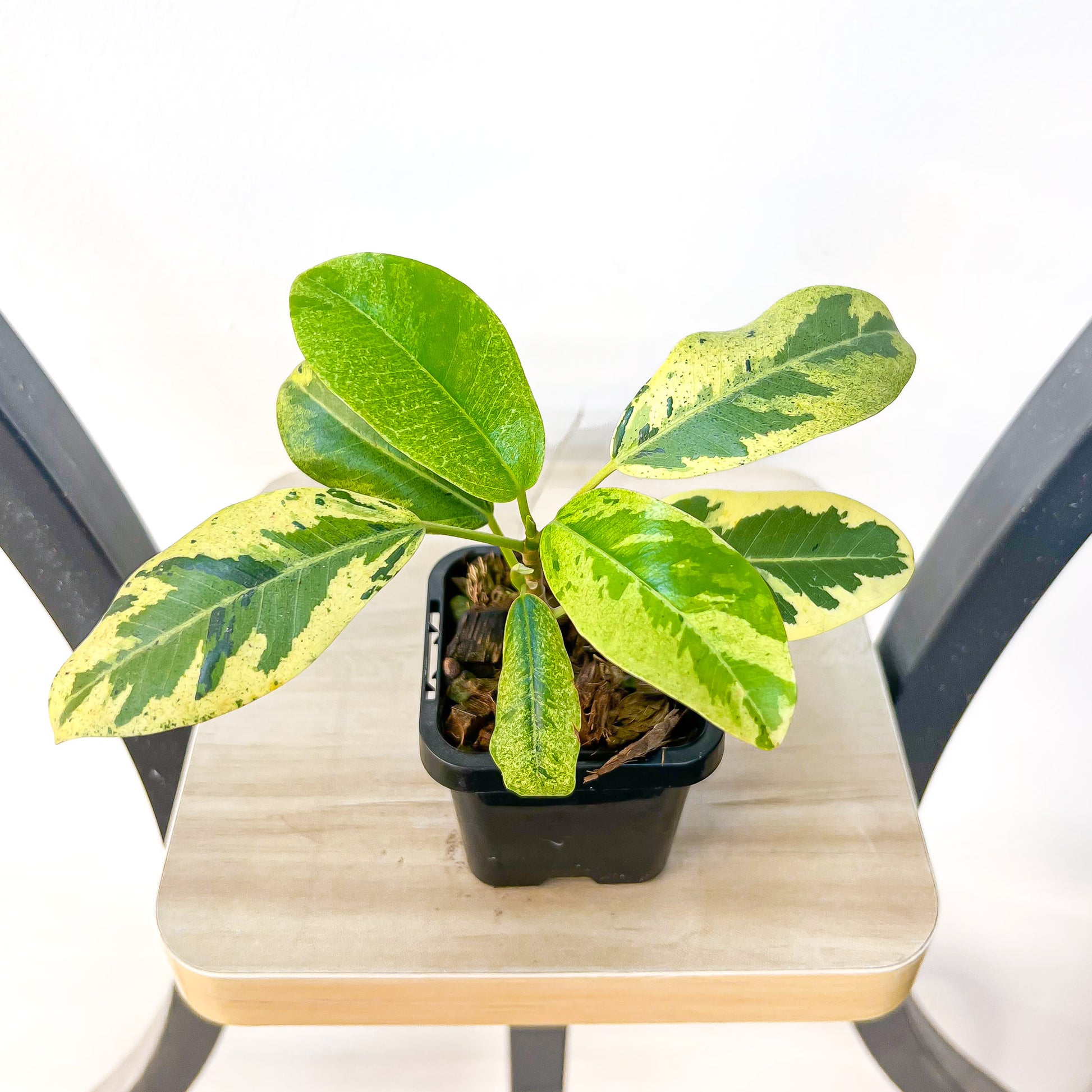 Ficus Rubiginosa Variegata | The Plant Boys