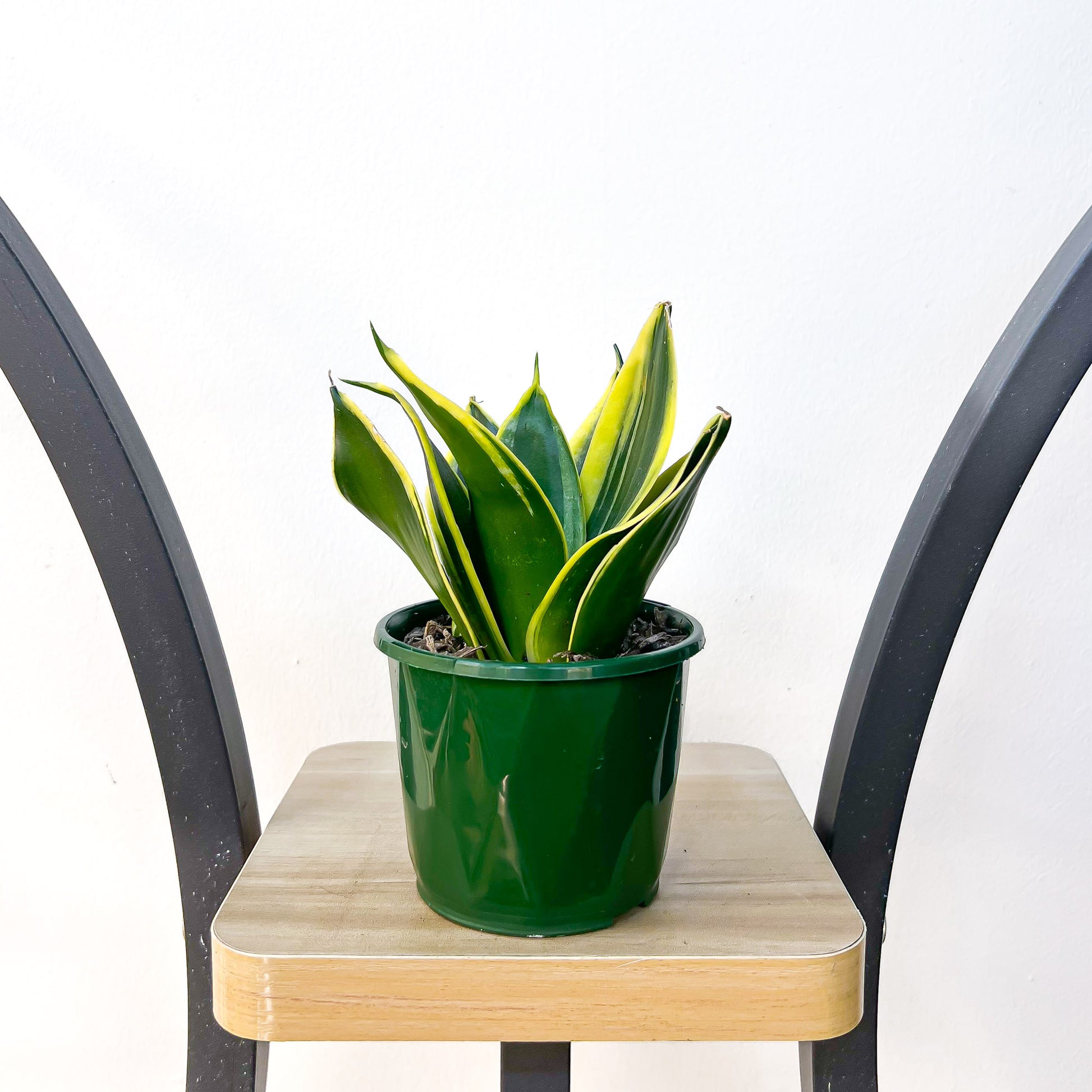 Sansevieria Lotus Hahnii | The Plant Boys