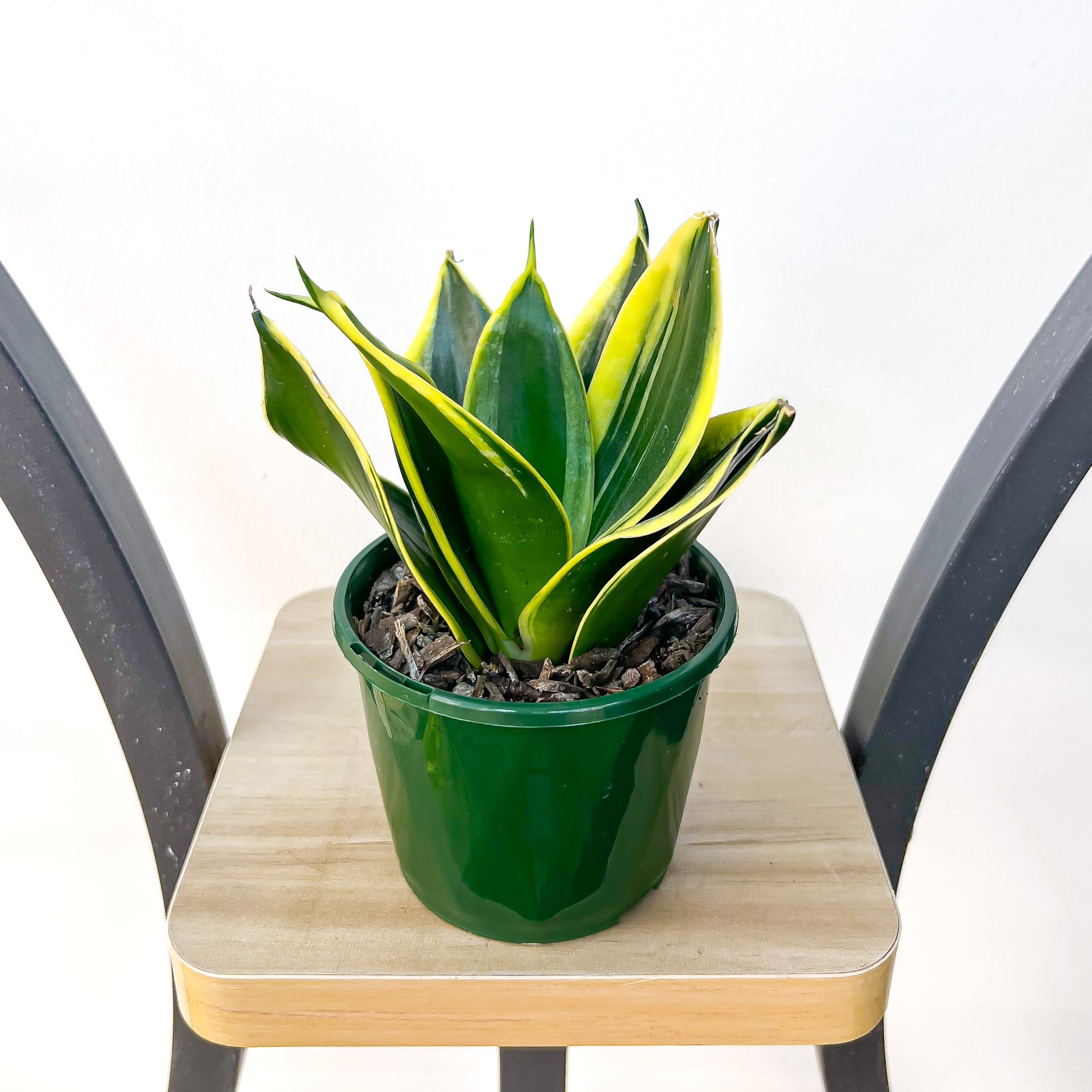 Sansevieria Lotus Hahnii | The Plant Boys