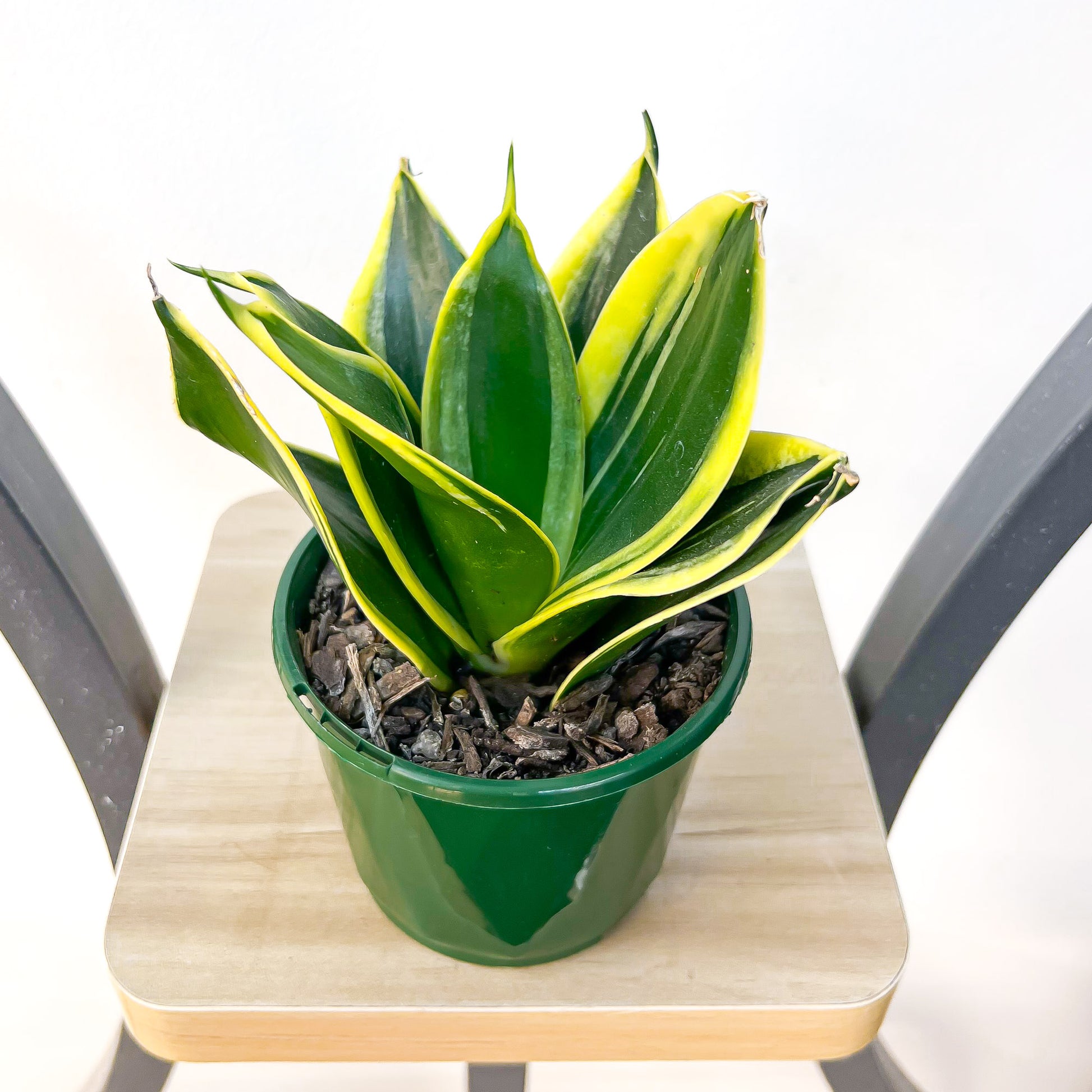 Sansevieria Lotus Hahnii | The Plant Boys