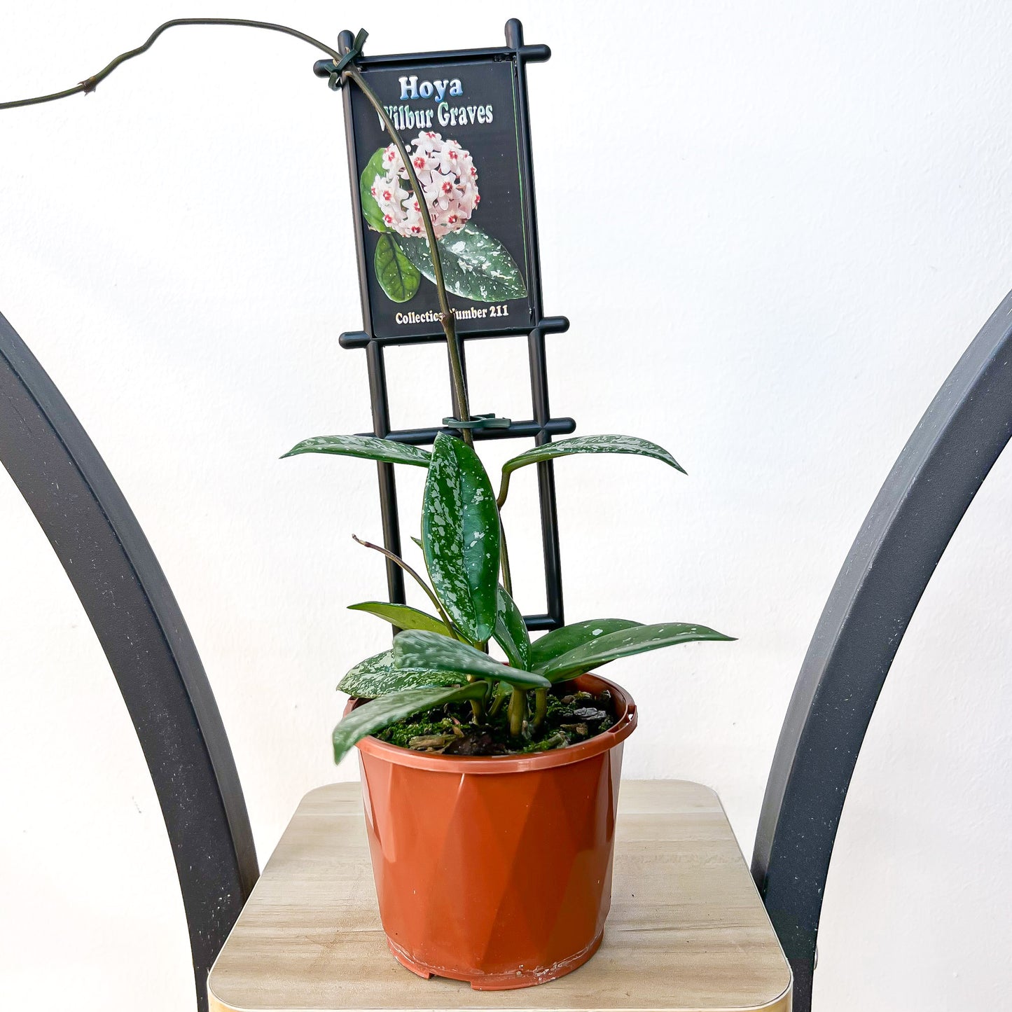 Hoya Wilbur Graves | The Plant Boys