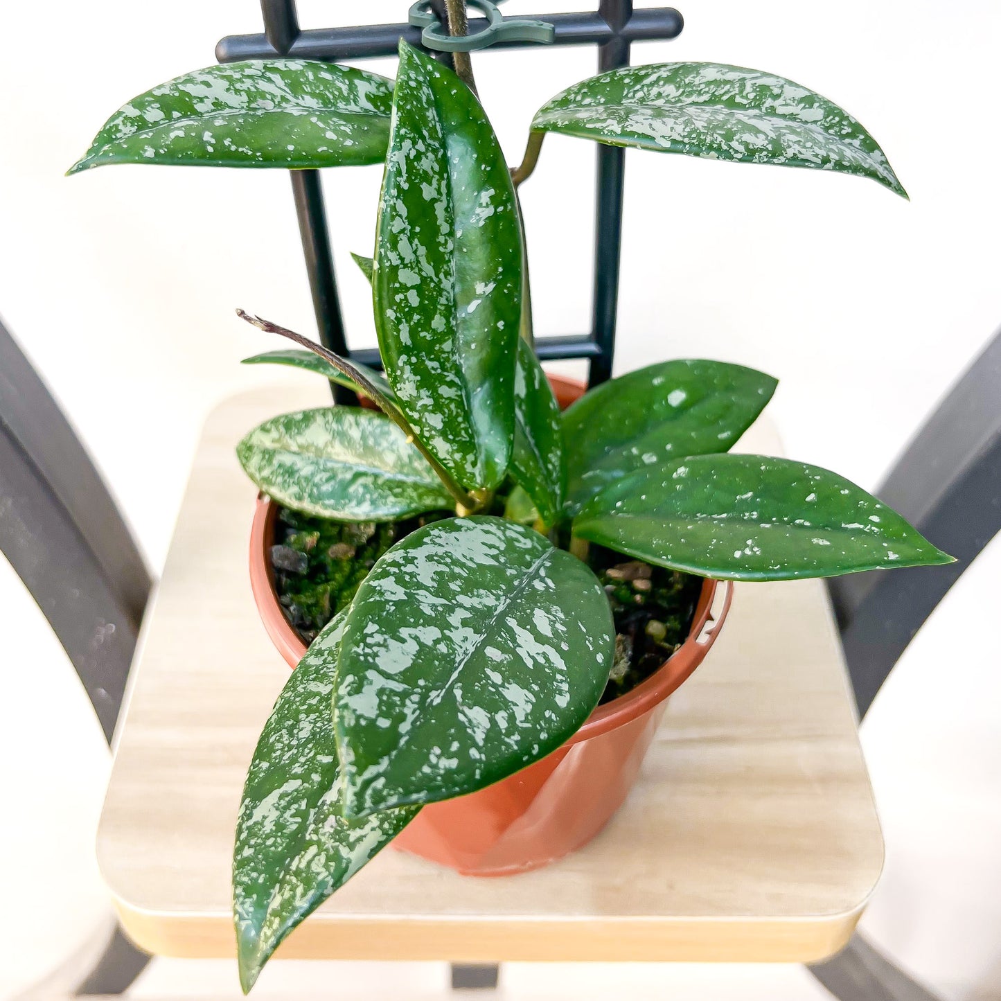 Hoya Wilbur Graves | The Plant Boys