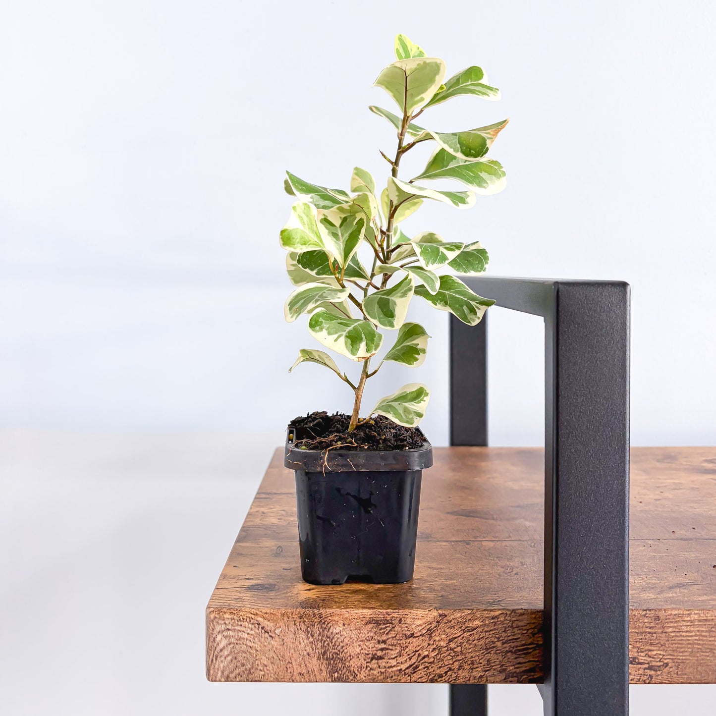 Ficus Triangularis Variegated Albo | The Plant Boys
