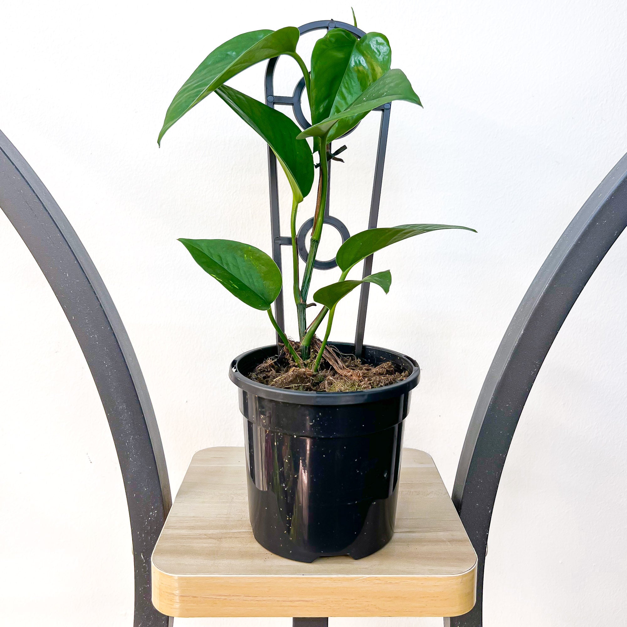 Pothos Green Dragon – The Plant Boys