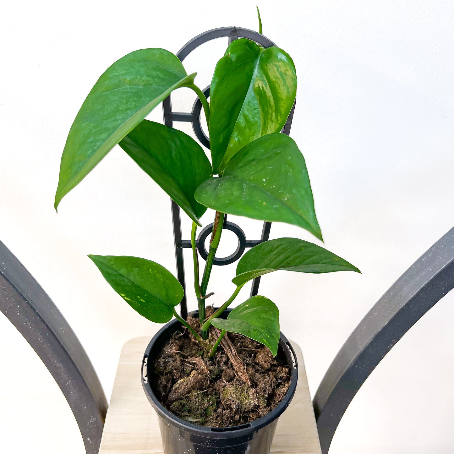Pothos Green Dragon | The Plant Boys