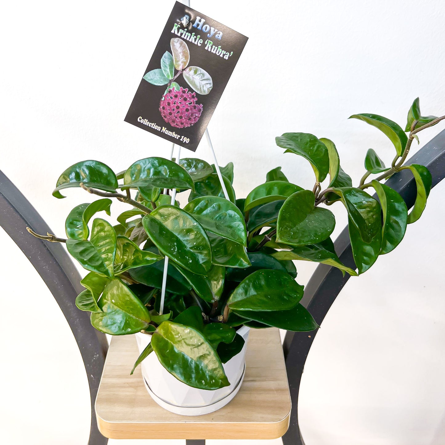 Hoya Krinkle Rubra | The Plant Boys