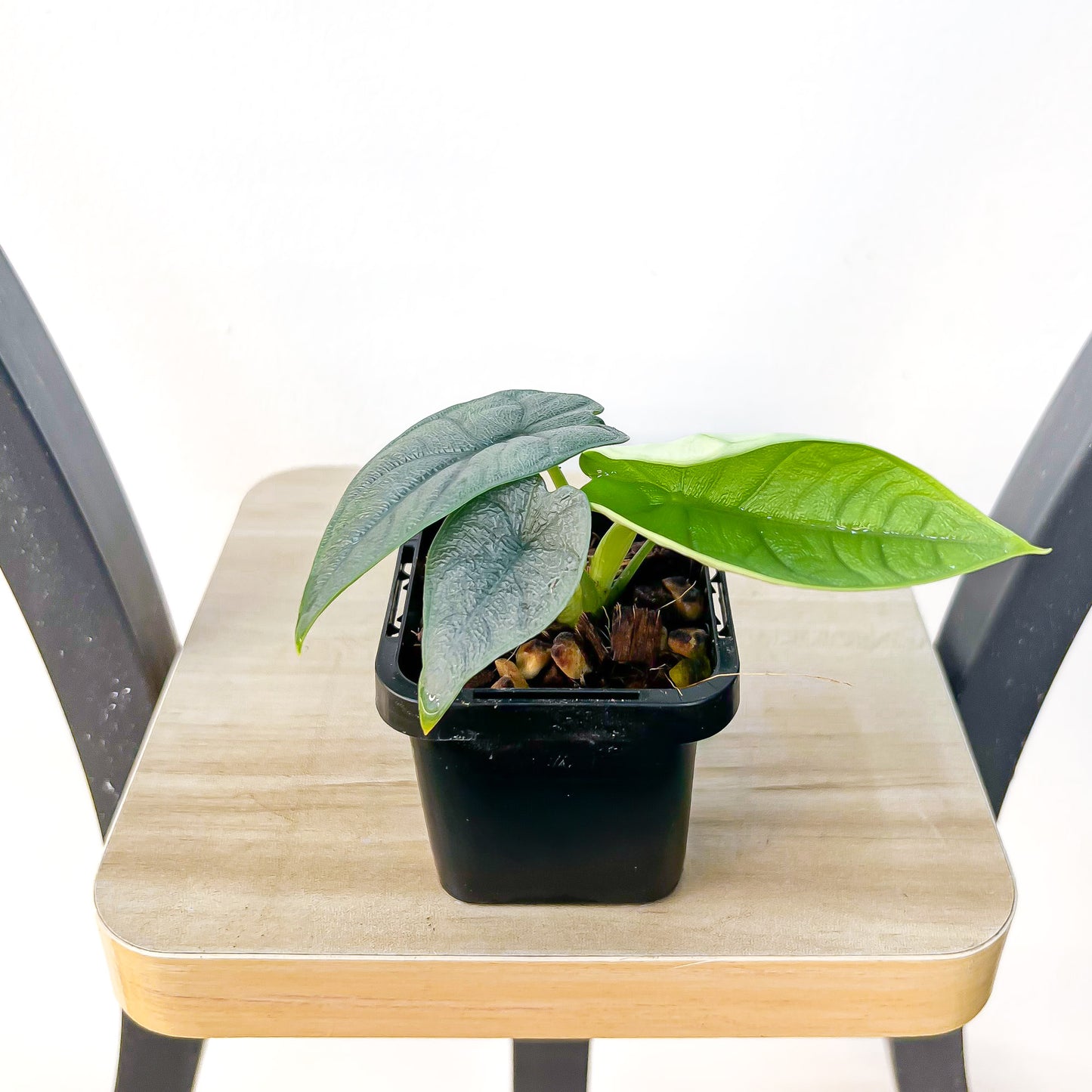 Alocasia Melo | The Plant Boys