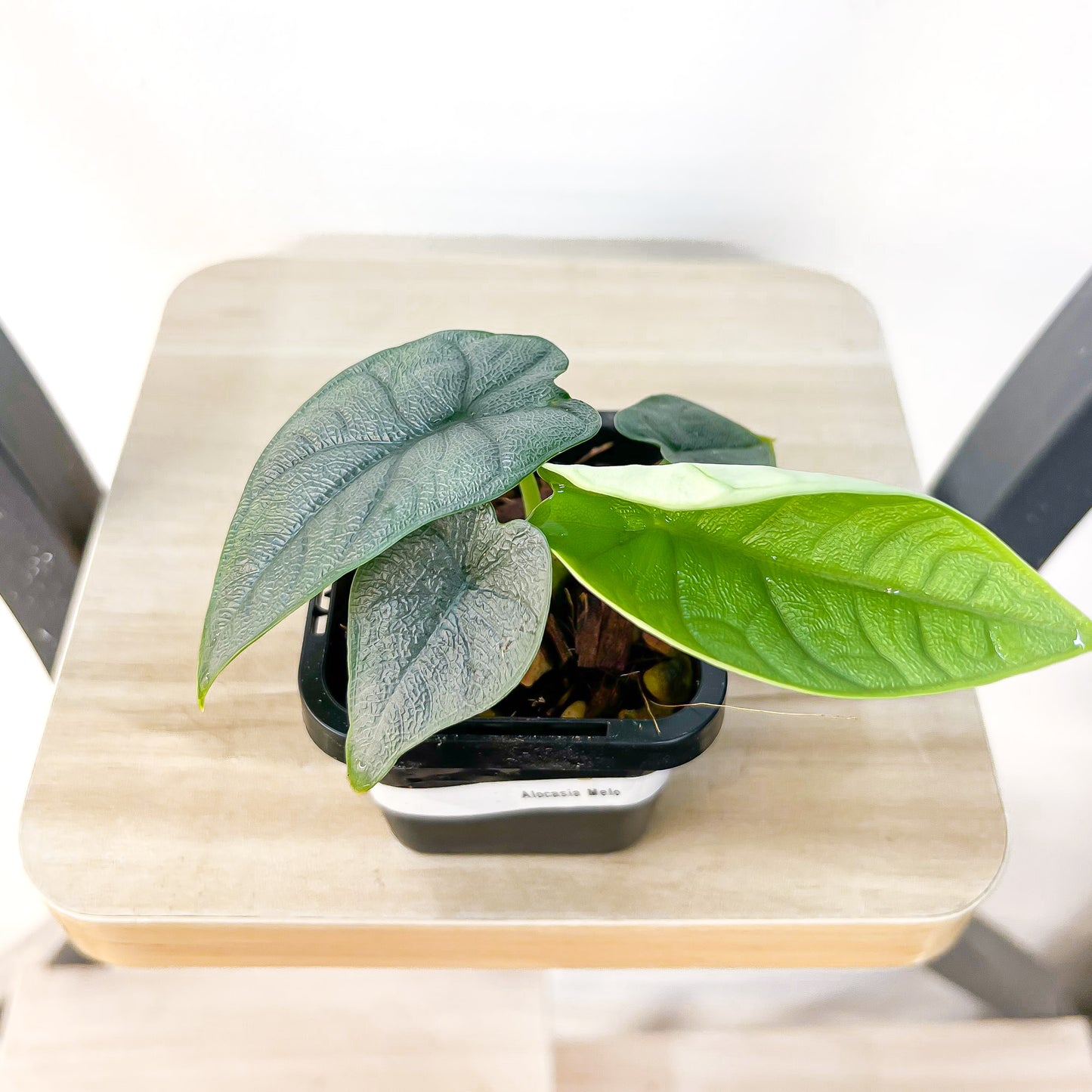Alocasia Melo | The Plant Boys