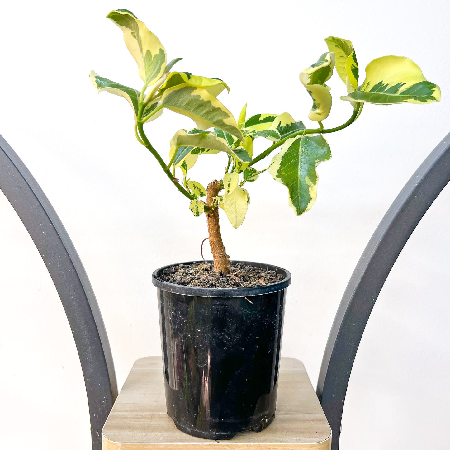 Ficus Rubiginosa Variegata | The Plant Boys