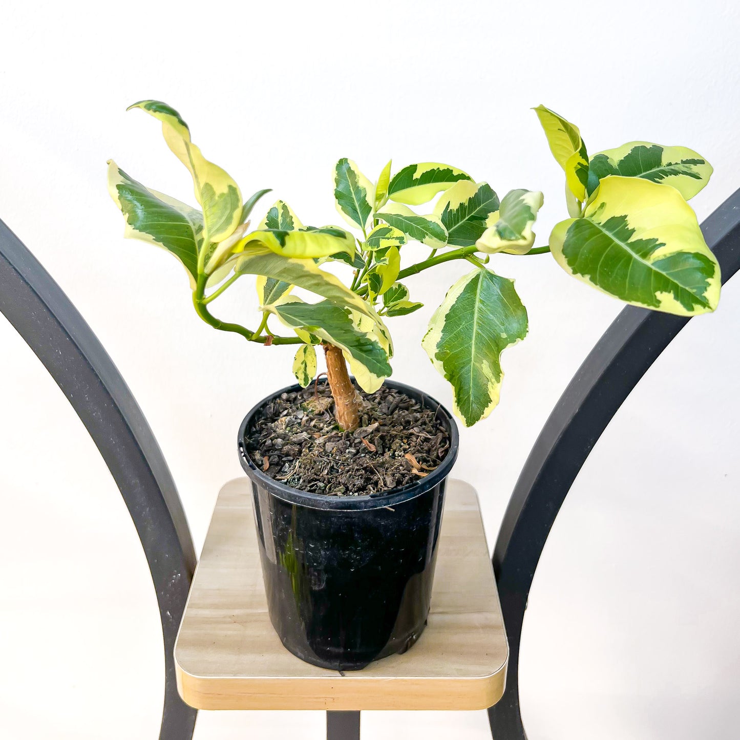 Ficus Rubiginosa Variegata | The Plant Boys