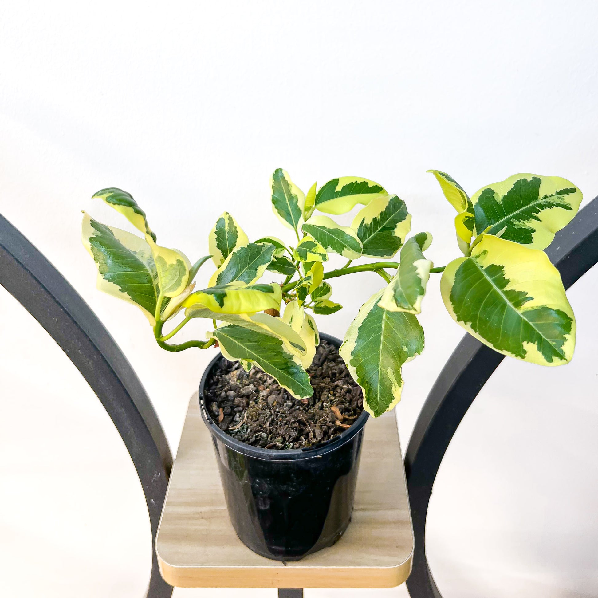 Ficus Rubiginosa Variegata | The Plant Boys