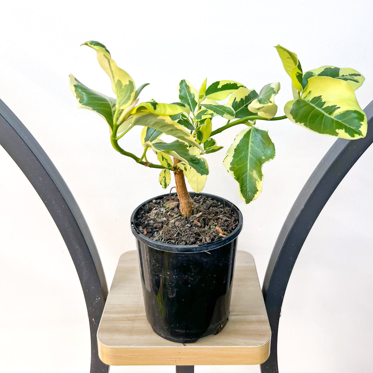 Ficus Rubiginosa Variegata | The Plant Boys