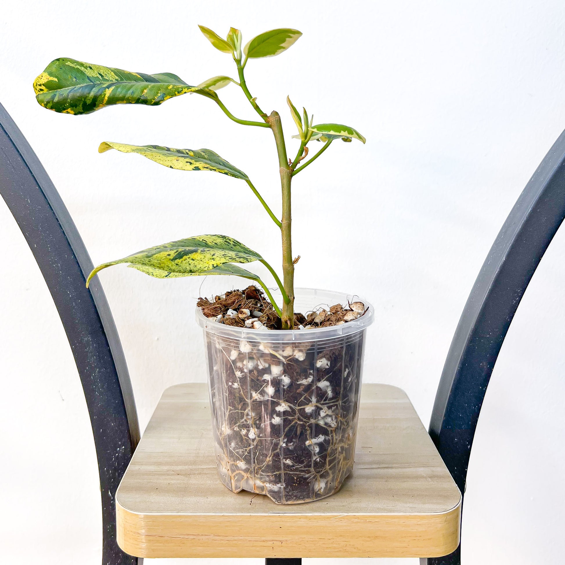 Ficus Rubiginosa Variegata | The Plant Boys