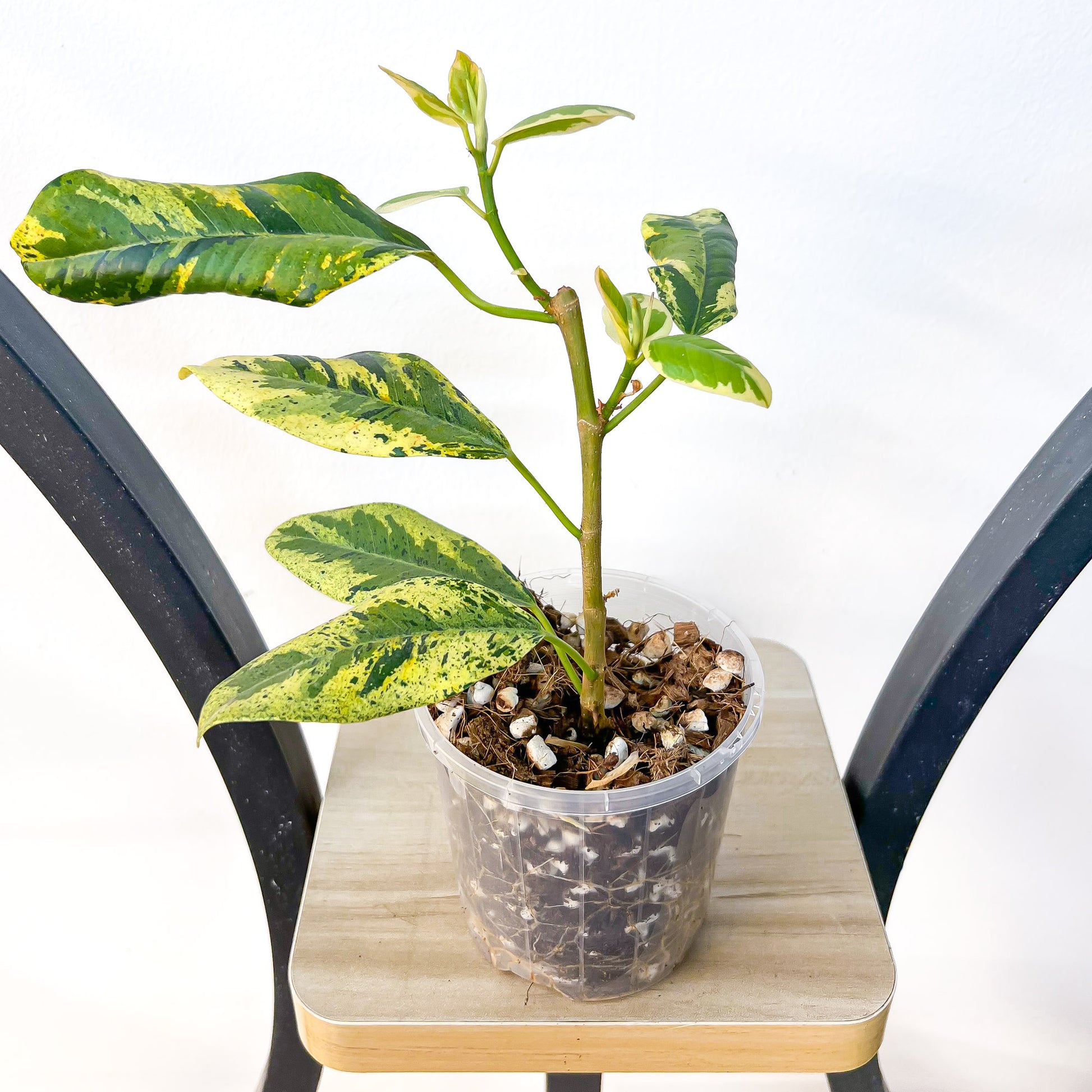 Ficus Rubiginosa Variegata | The Plant Boys