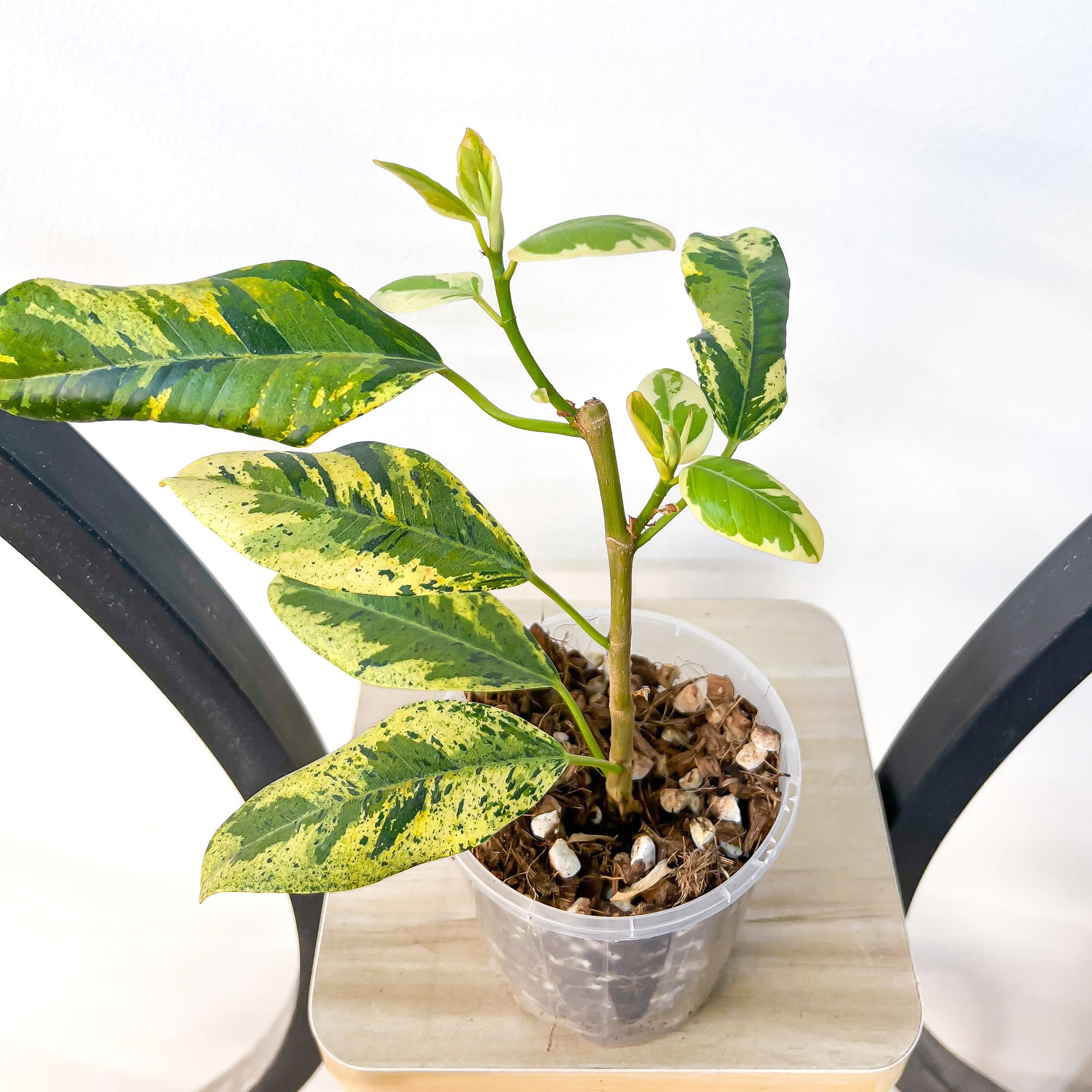 Ficus Rubiginosa Variegata | The Plant Boys